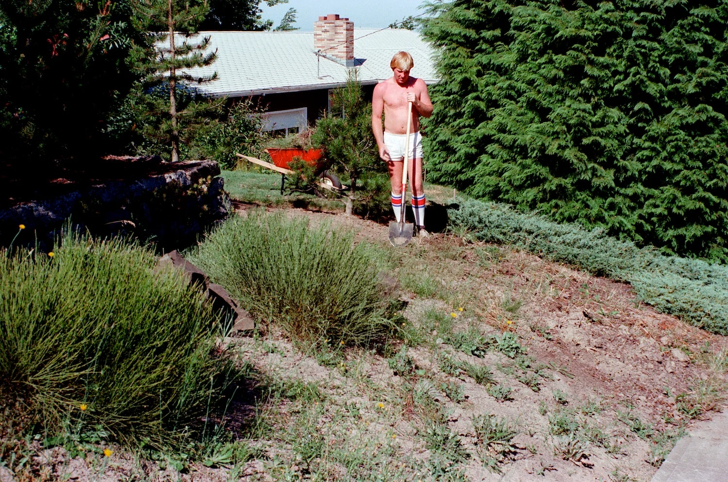Renovation was the order of the day on the street side of the house as well. Bill here braves hot summer weather to remove juniper and Scotch broom(!).