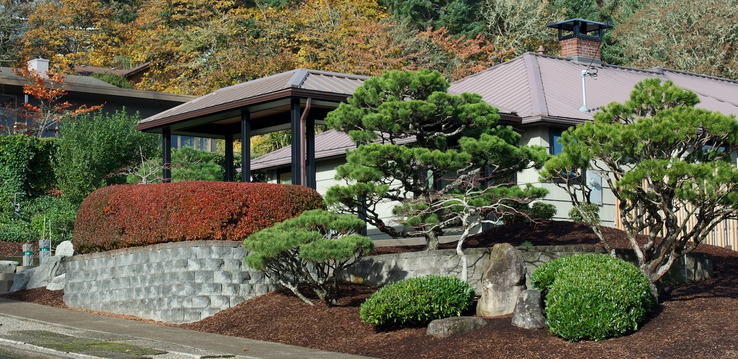 Pines today draw regular compliments from passersby.