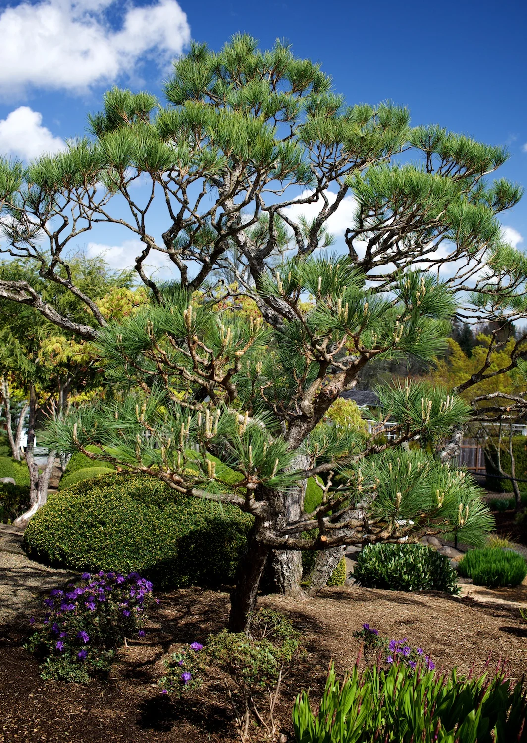 Japanese black pines (Pinus thunbergii) in the same bed today.