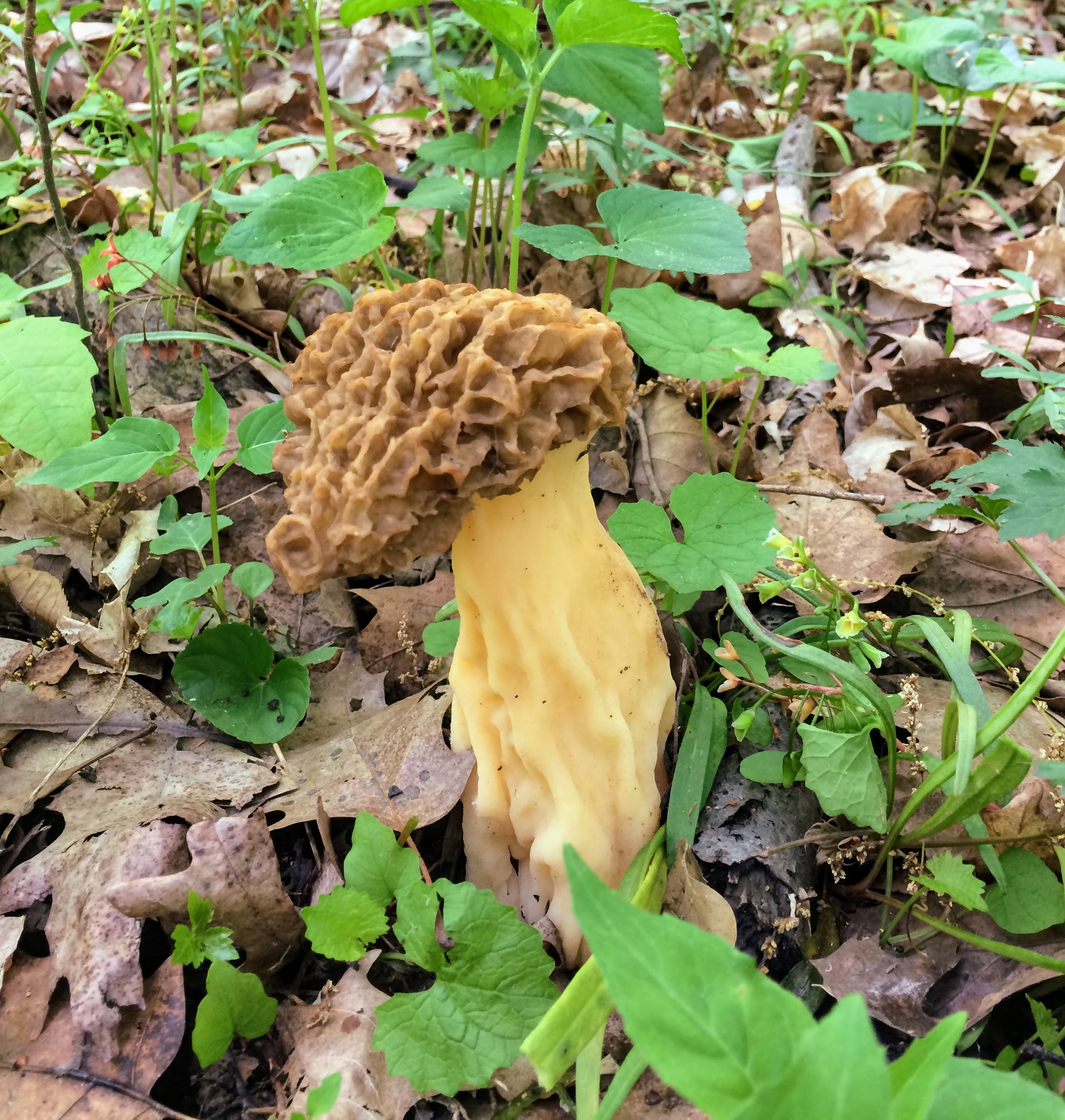 A little morel.