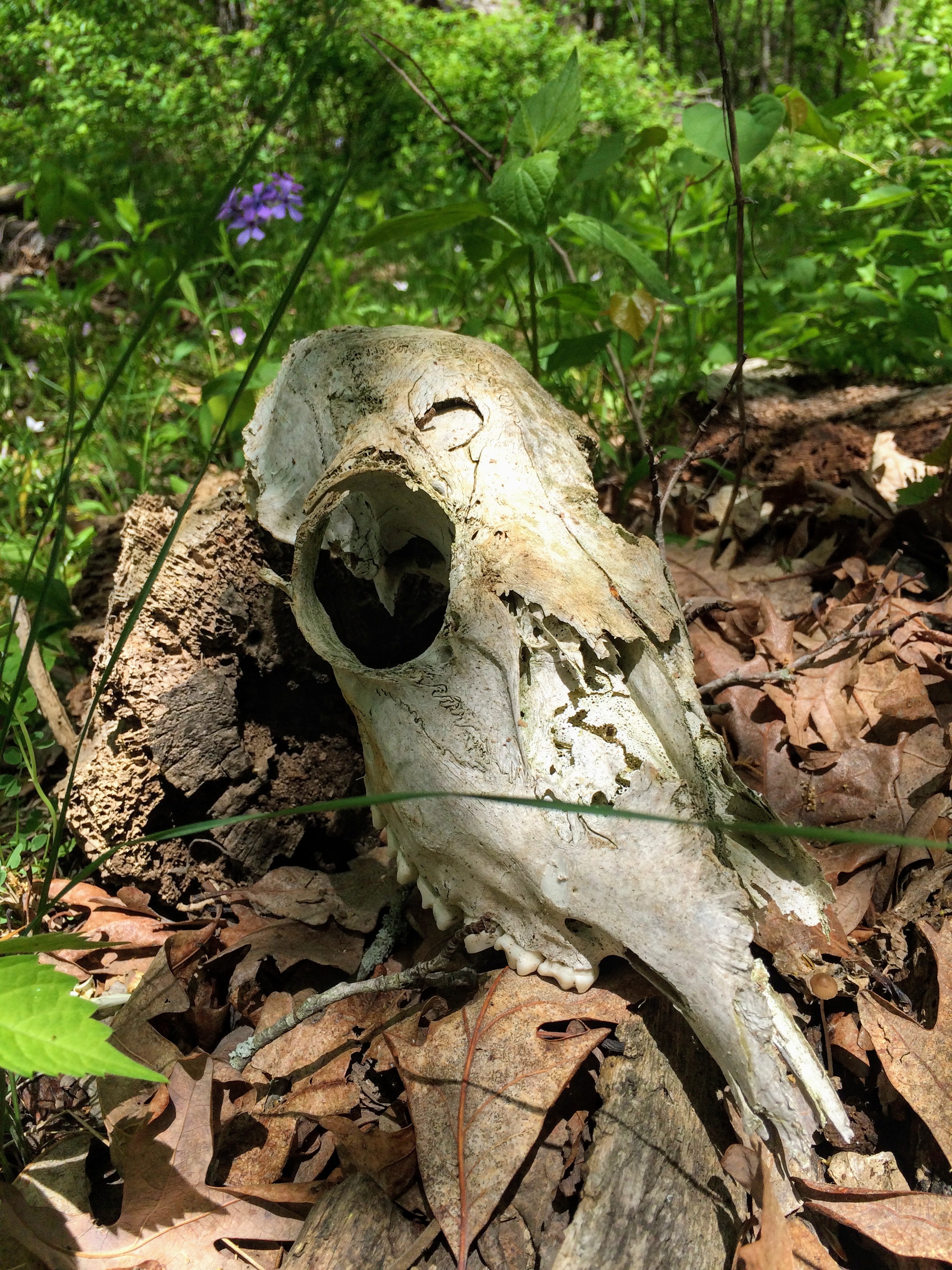 A deer skull in the woods.