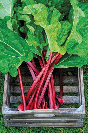 Box with rhubarb