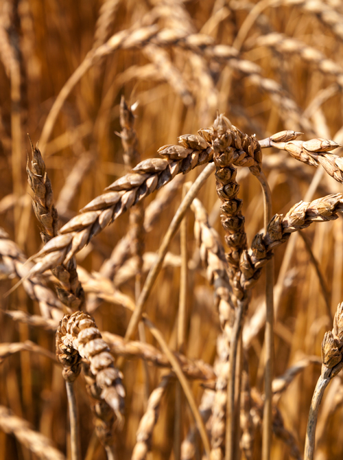 grain