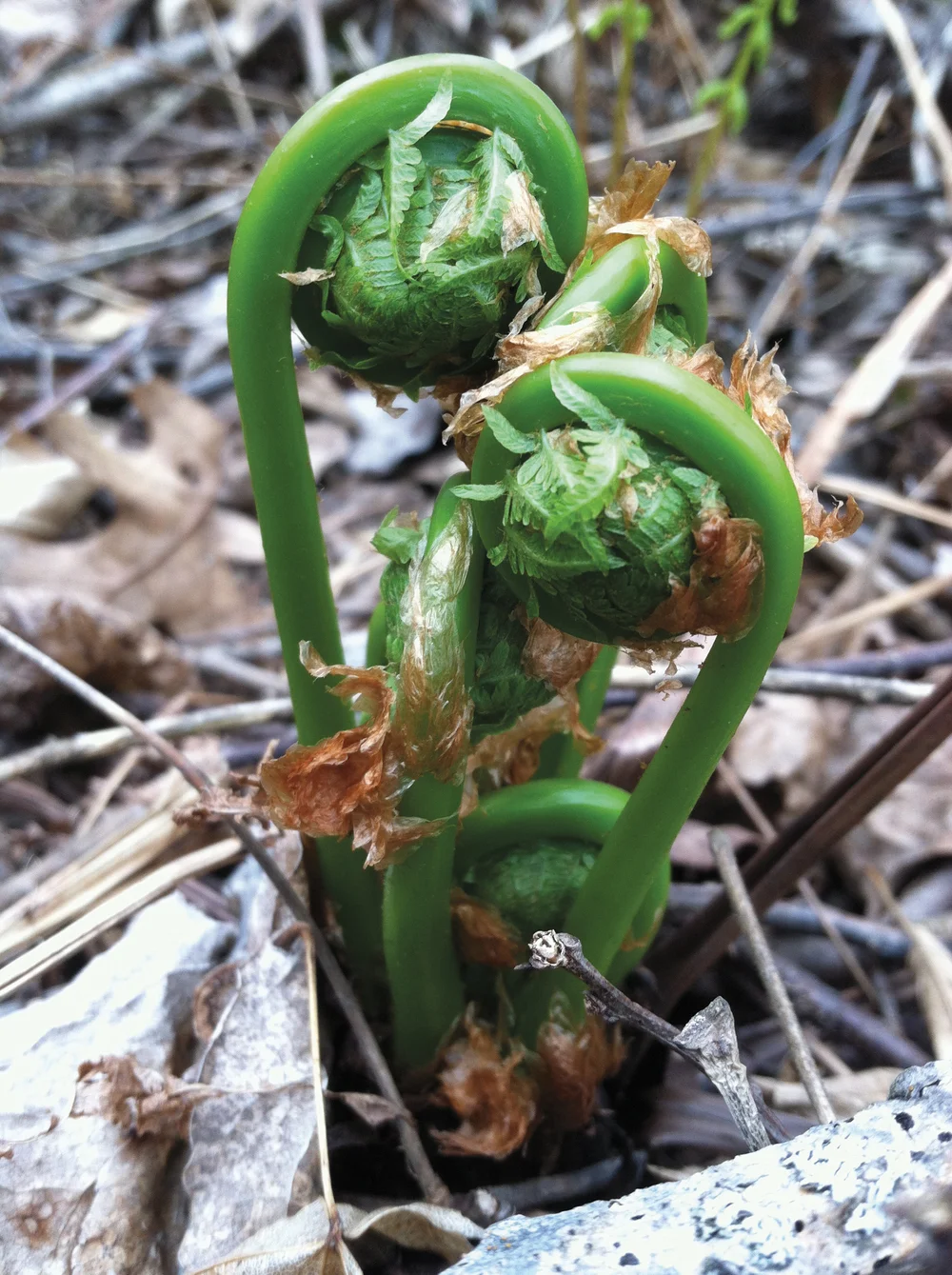 Fiddling About Edible Pioneer Valley
