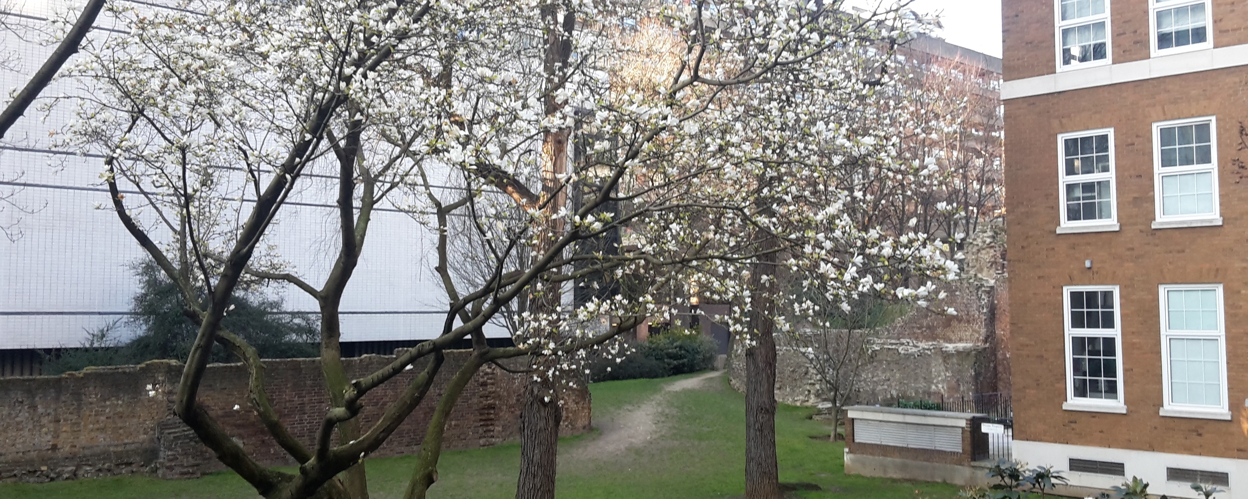Spring blossom by the London Wall