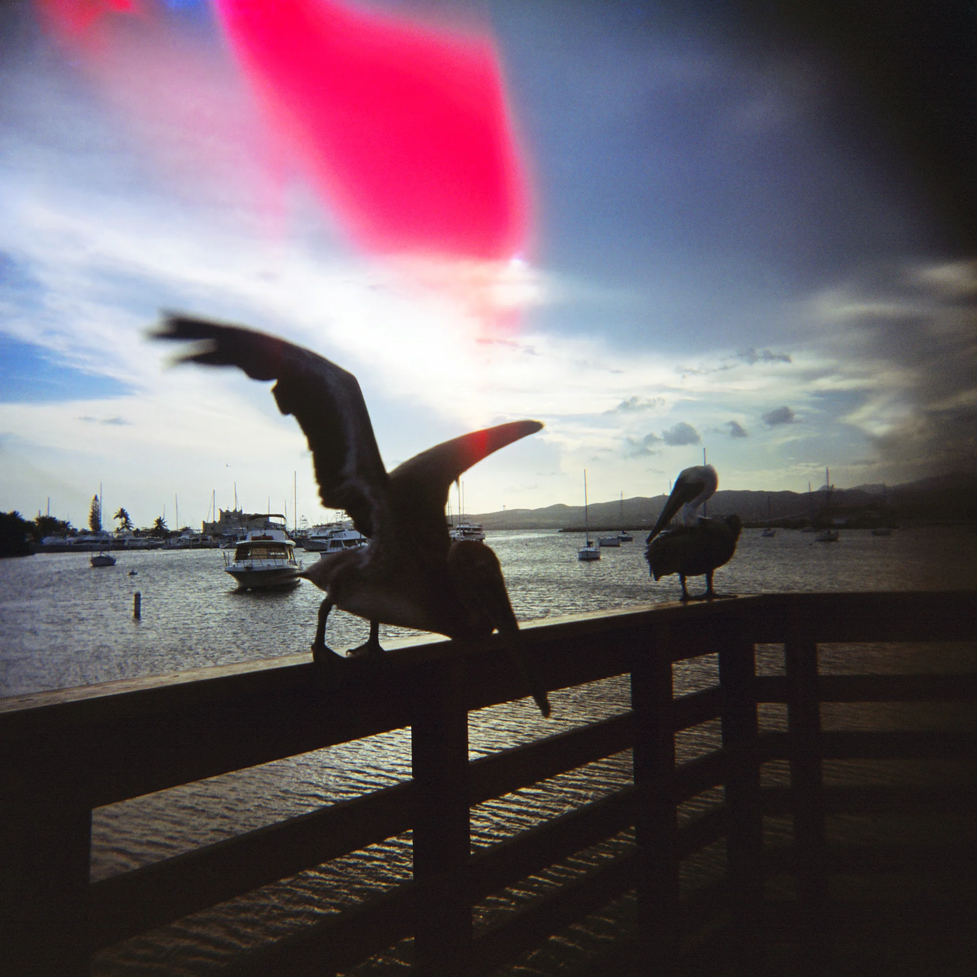 DiPoi_Carola_Guancha_edit.jpg
