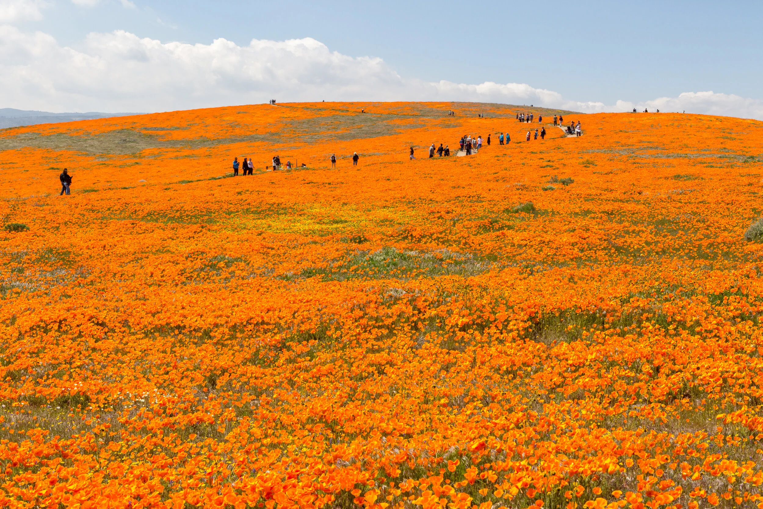 Poppy-28.jpg