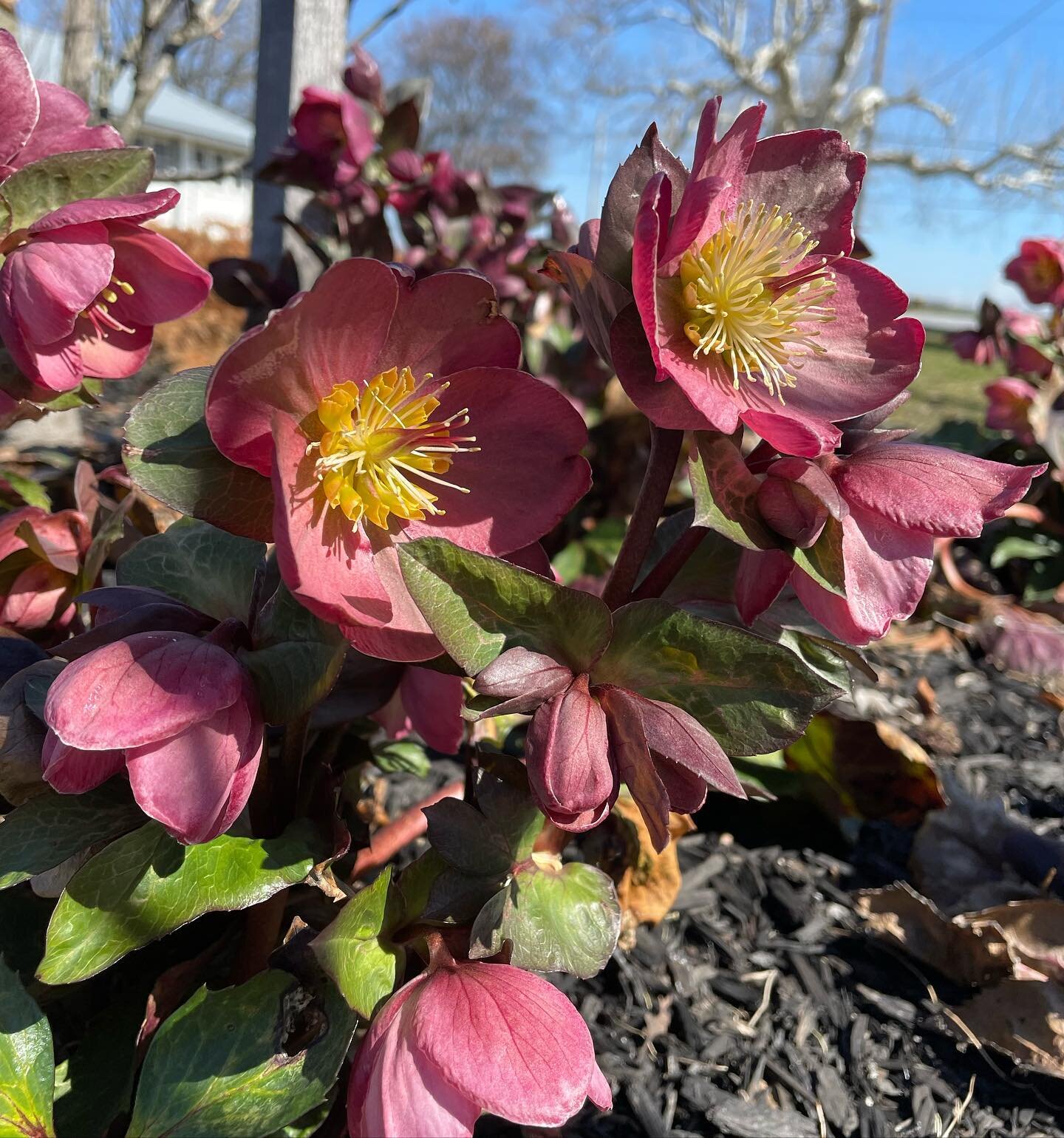 Hellebore and hella-blooms at A Milkhouse Party promise a year of beautiful events for 2023.  #booktoday #milkhouse #flowers #blooms #hellebore #blooms #spring23