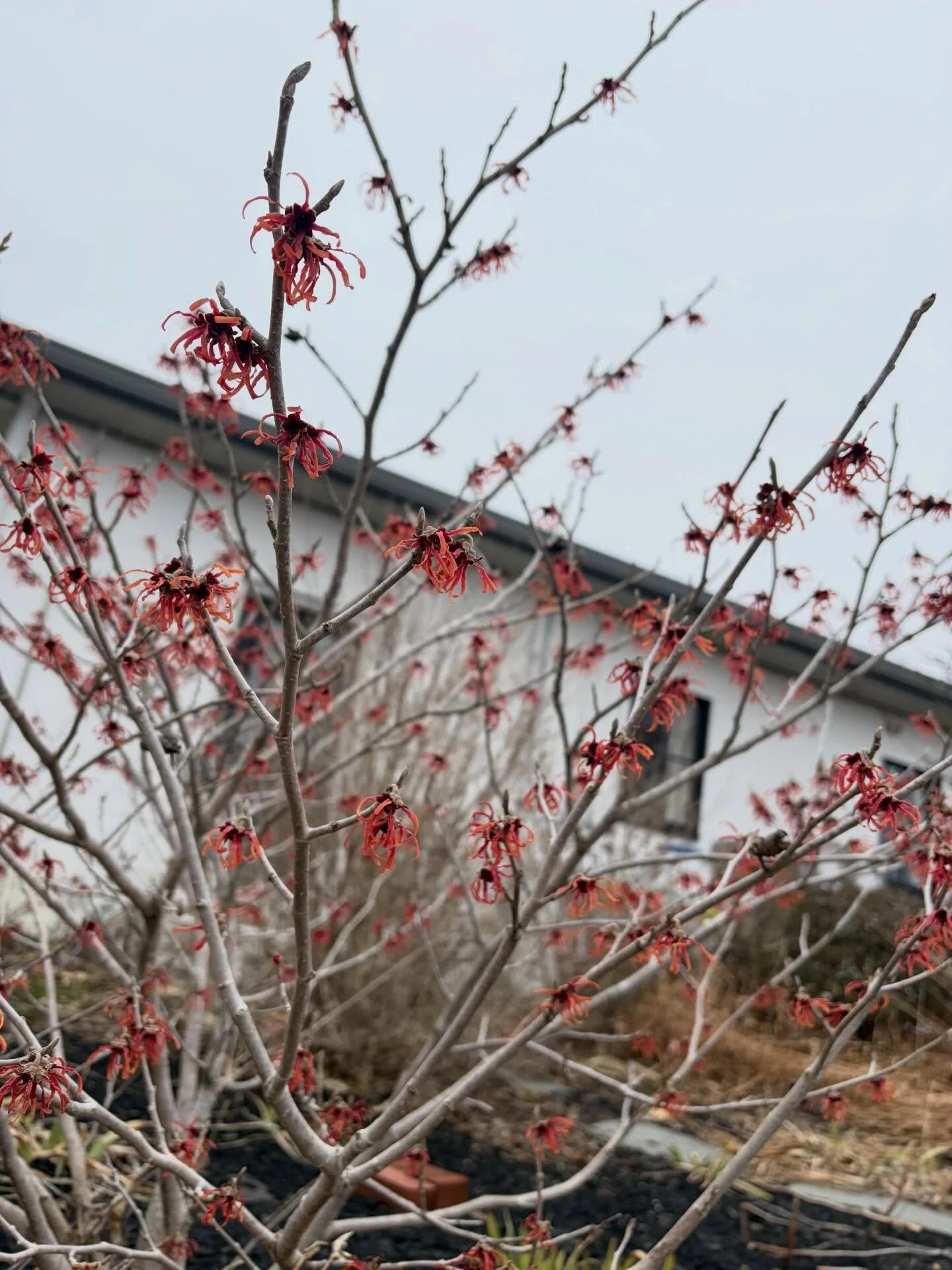 Spring is coming!!! 
Interested in throwing a get together?! 
Email Hello@amilkhouseparty.com and we will happily accommodate your needs!! #witchhazel #wakeupgardens #perfectpartyplace #happytimes