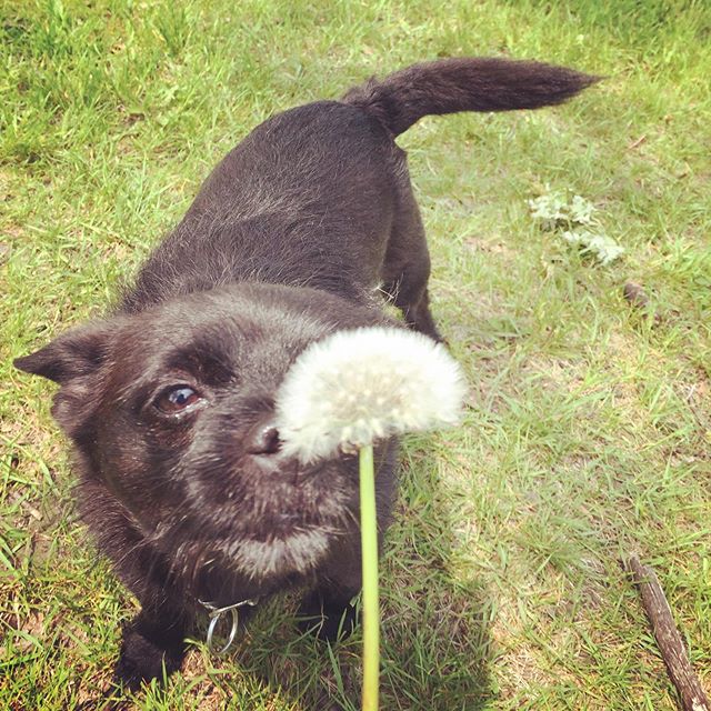 Wishes and sweet boys @sickjulia #pup #lunchbreak #sunshine #cute #wish #dandelion #parkdays