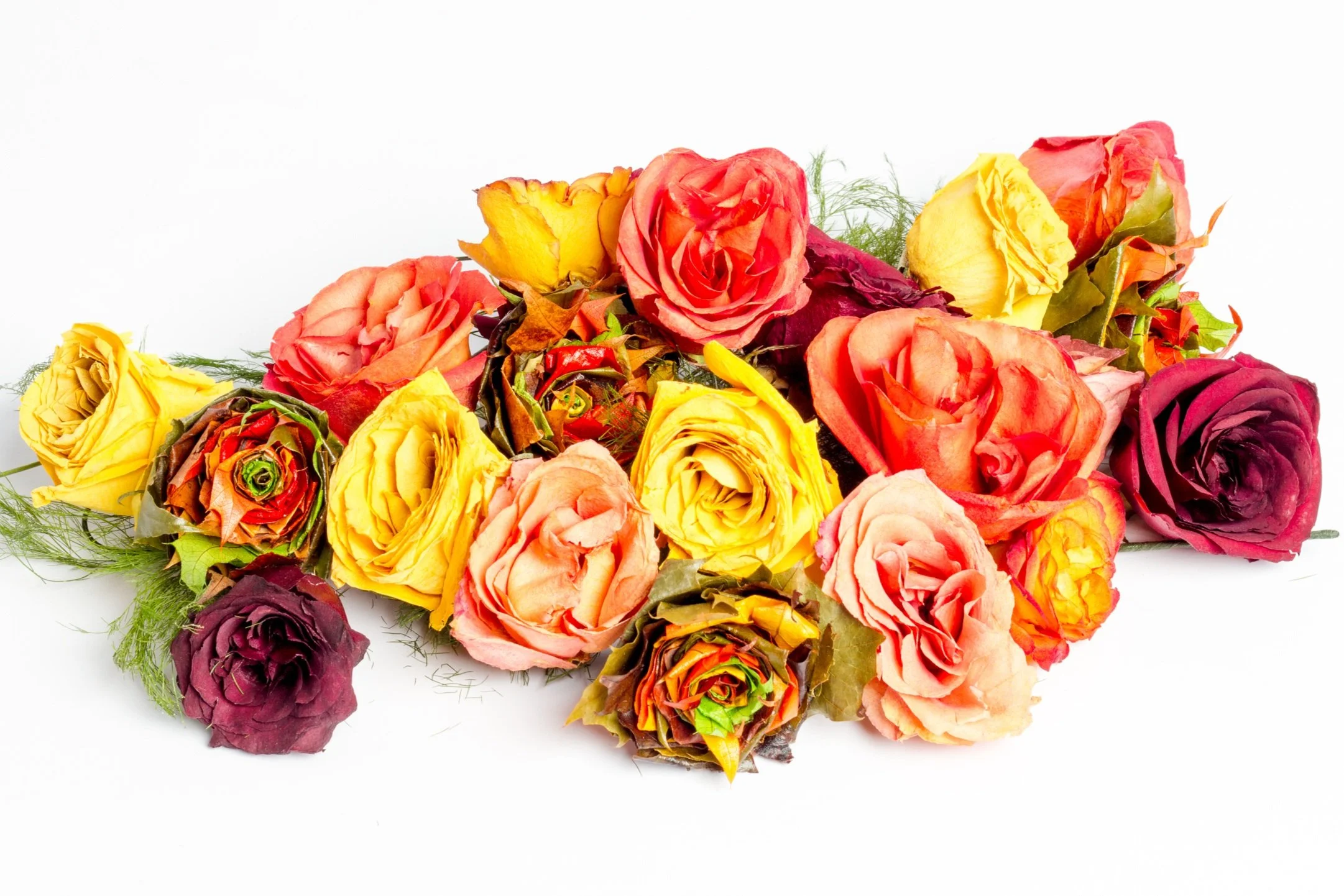CDTPHOTO_Feb23_FAF_Brochure_Web-20160223_9877.jpg