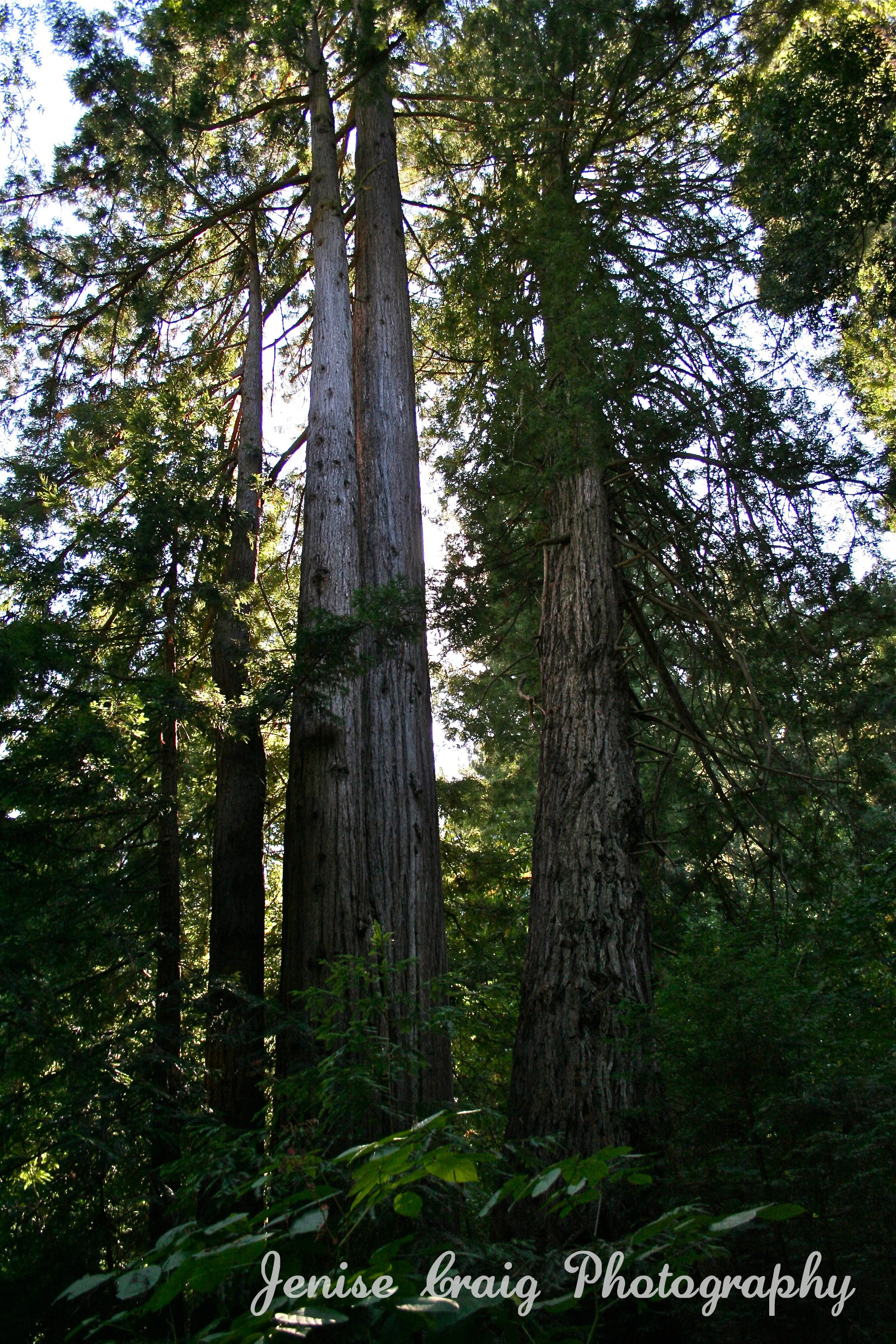 Callifornia, 2008 040 copywrite.jpg