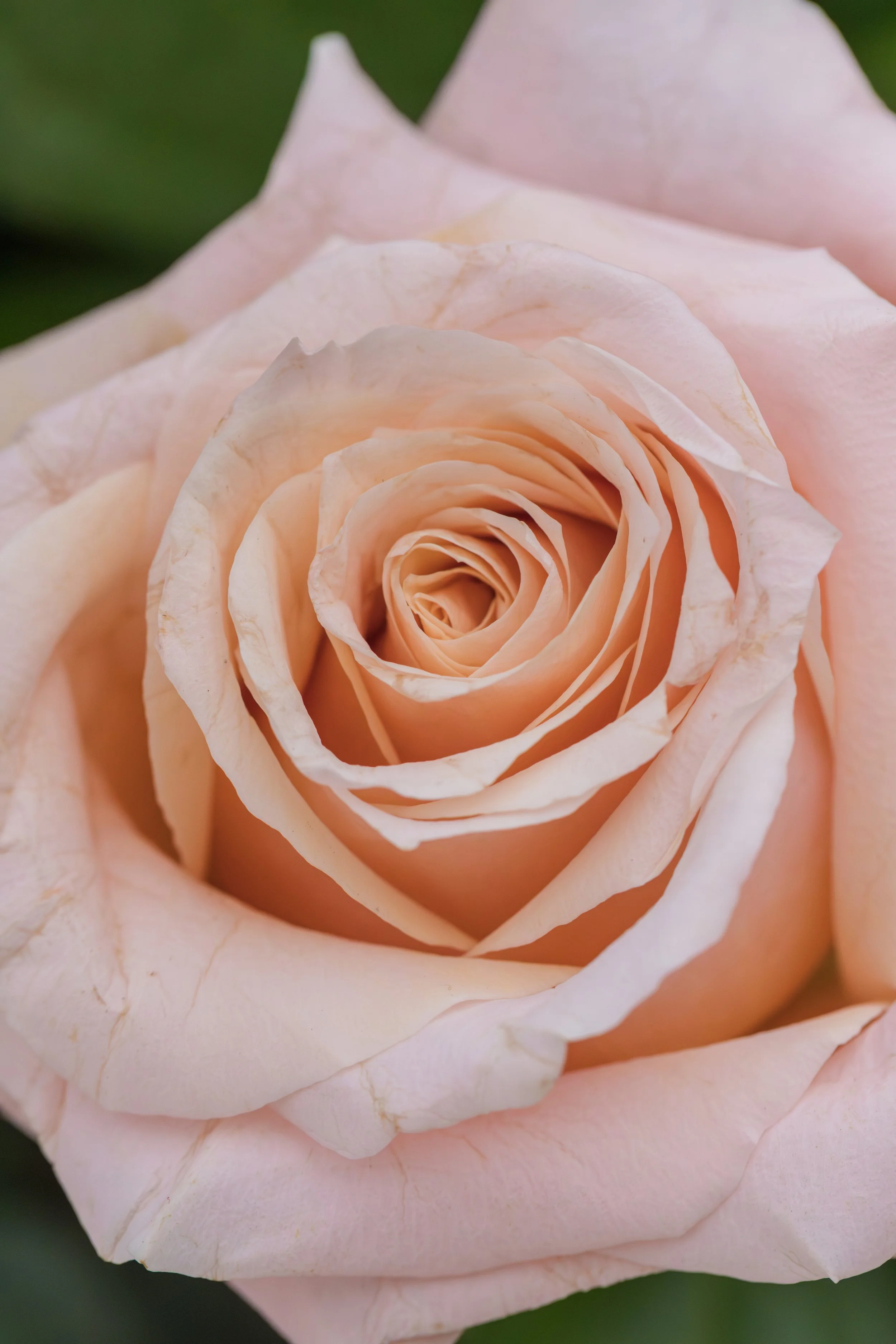 Jen & Danny_WED-2426_P.jpg