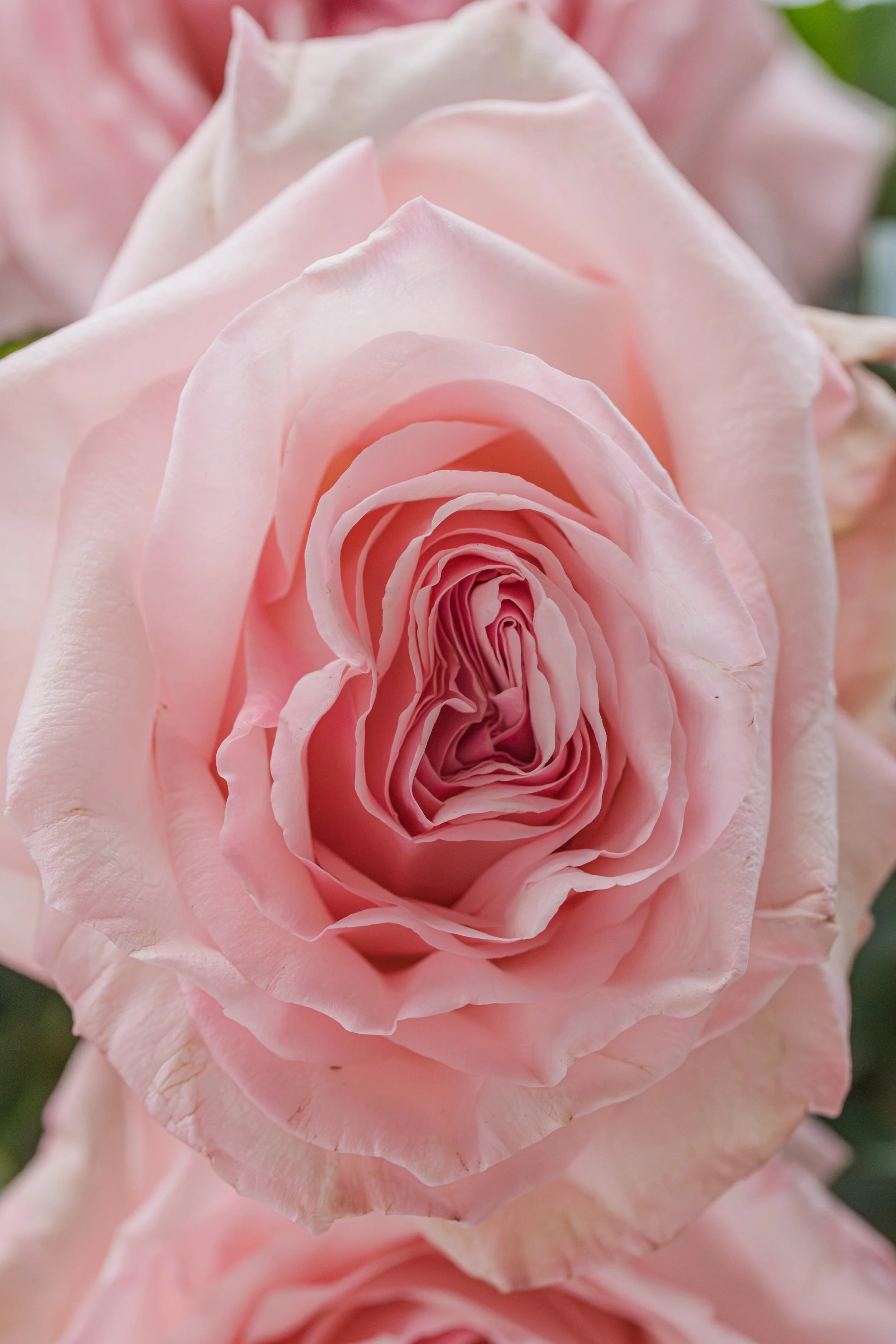 Jen & Danny_WED-2434_P.jpg