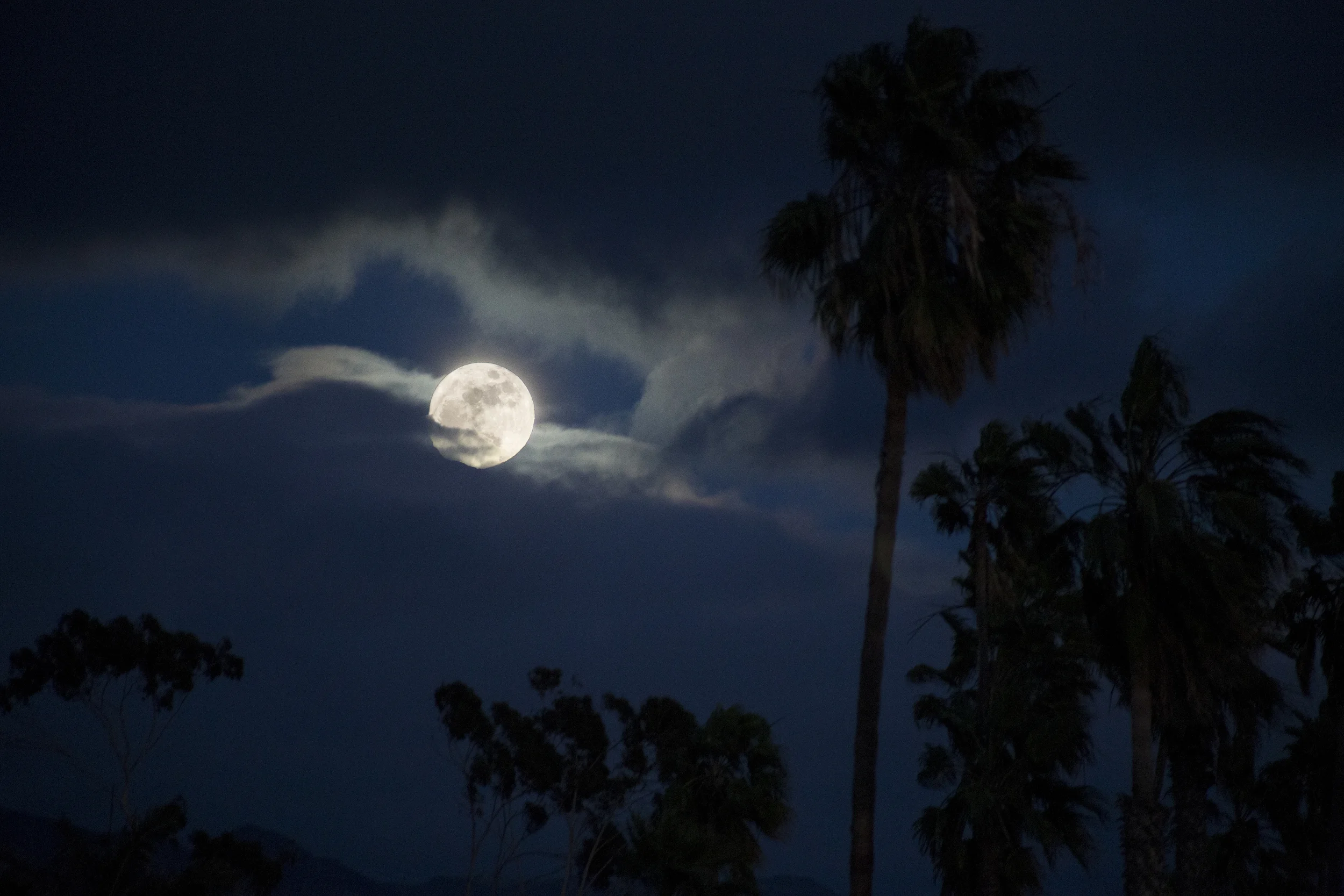 MoonPalms.jpg