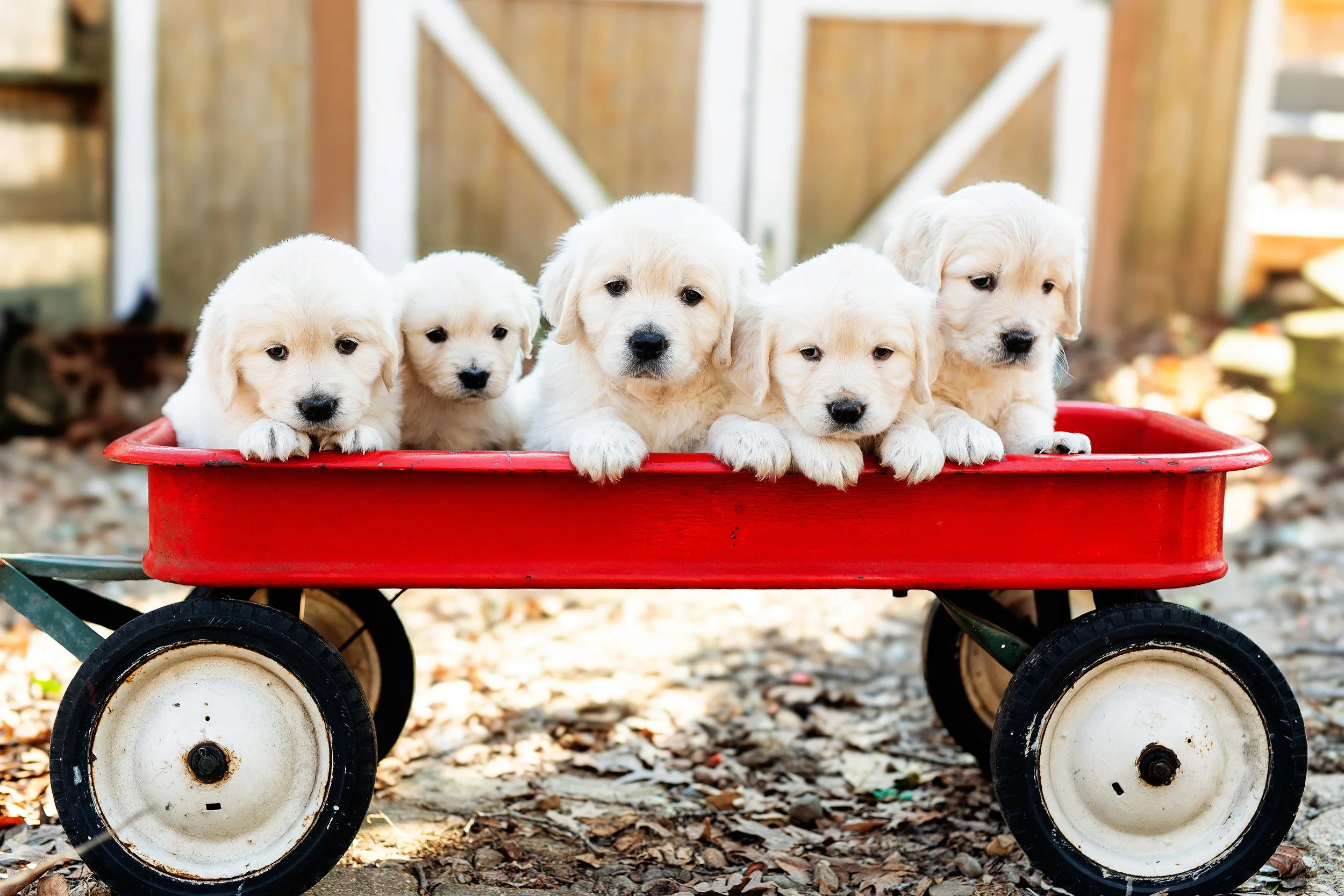 puppies-284.jpg