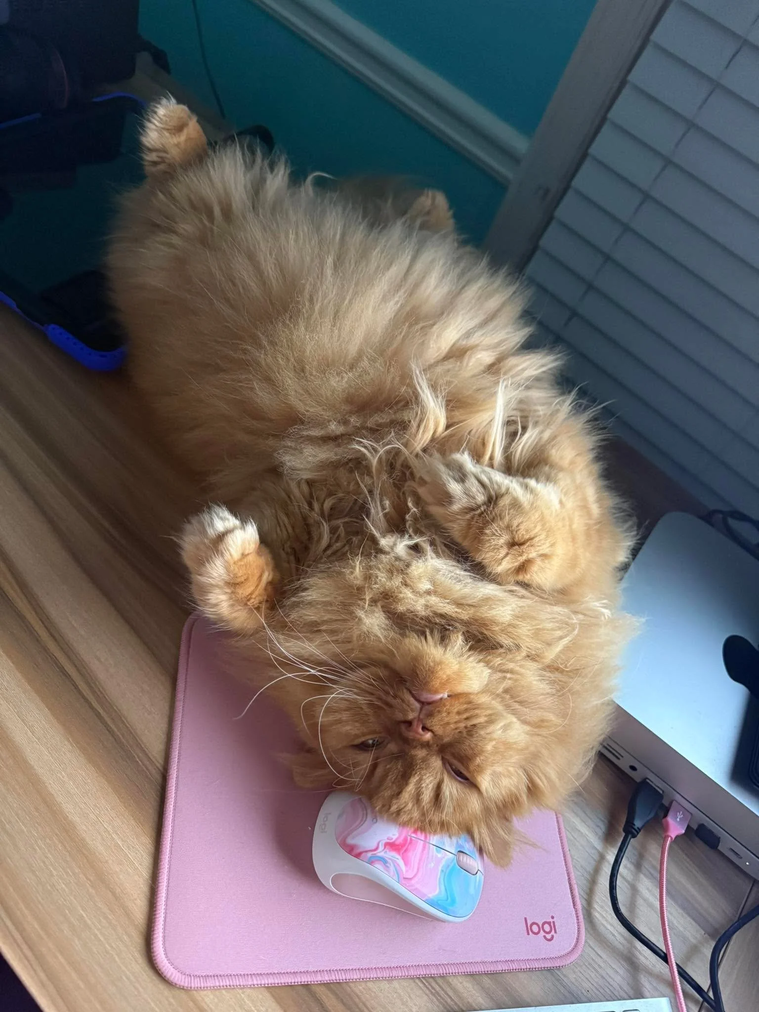 Me: Dude I am trying to work here 🤣
Red Fluff: 💤