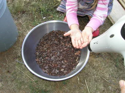 Winnowing the cocoa beans with a hair dryer