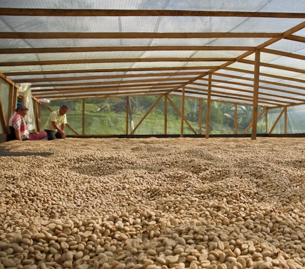 Mindo drying beds.jpg