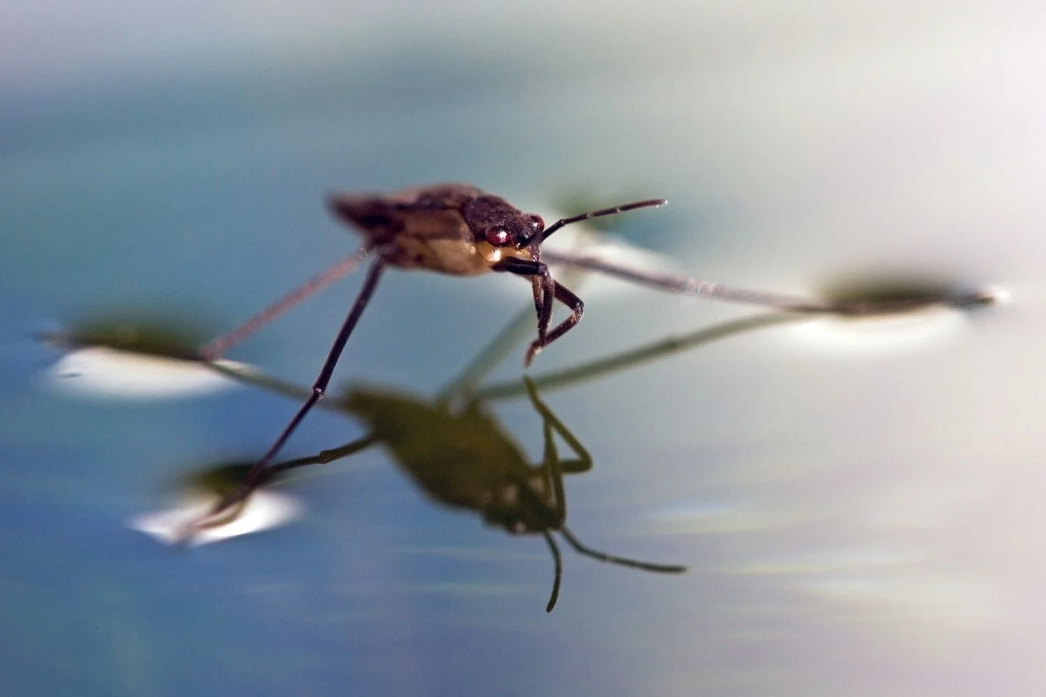 surface tension.jpg