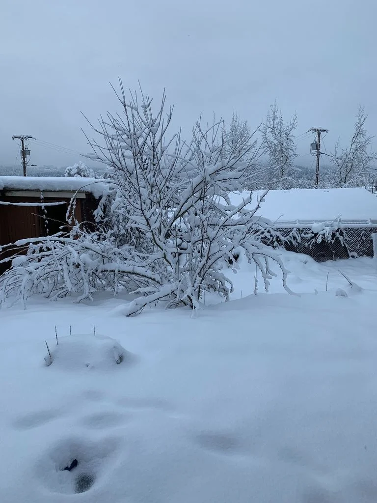 Snow2.jpg