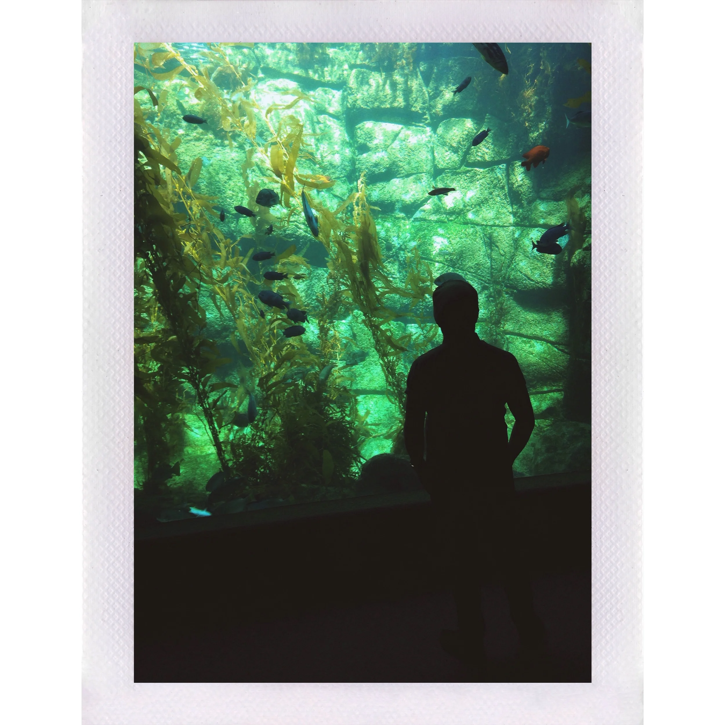 Birch Aquarium - La Jolla, CA