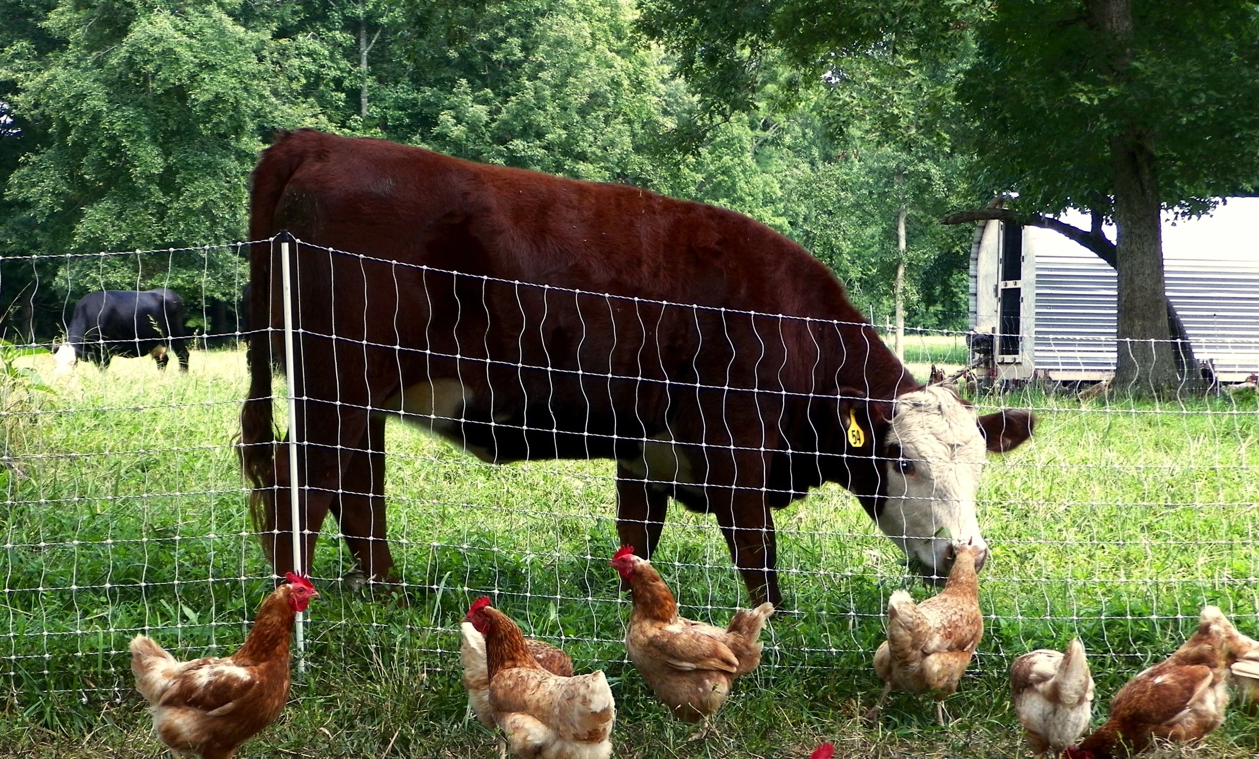 chicken and cattle.jpg