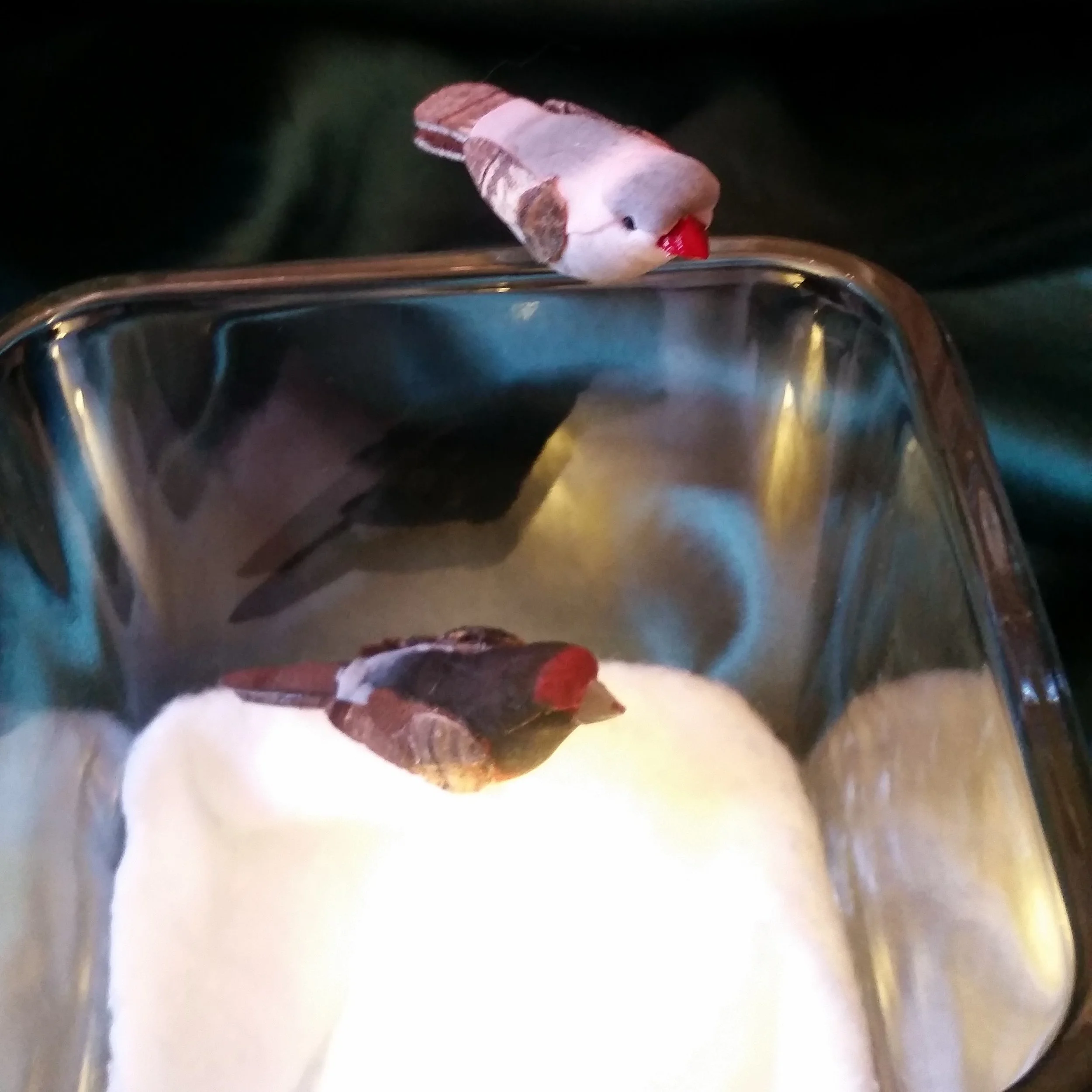 birds together.jpg