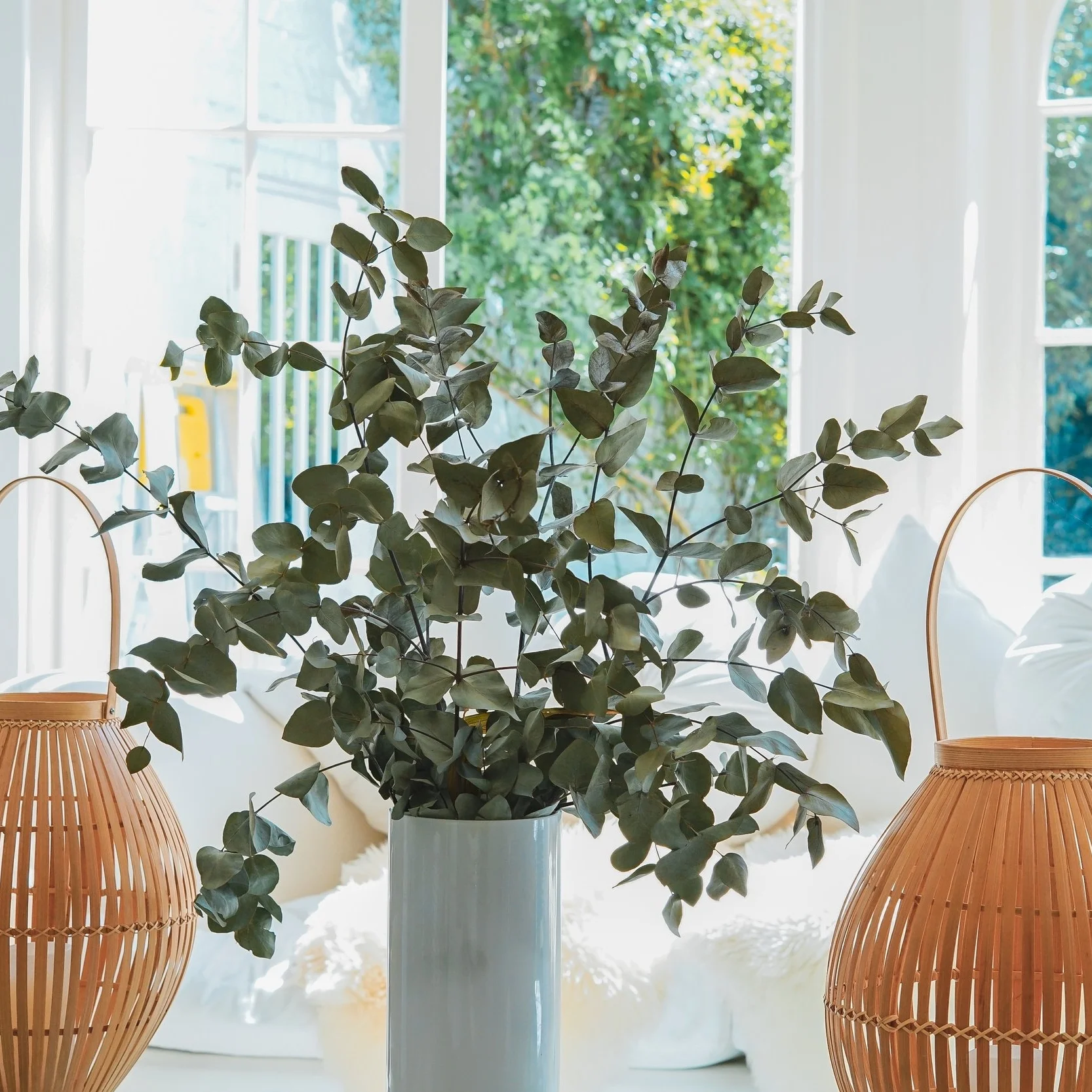 eucalyptus 2.jpg