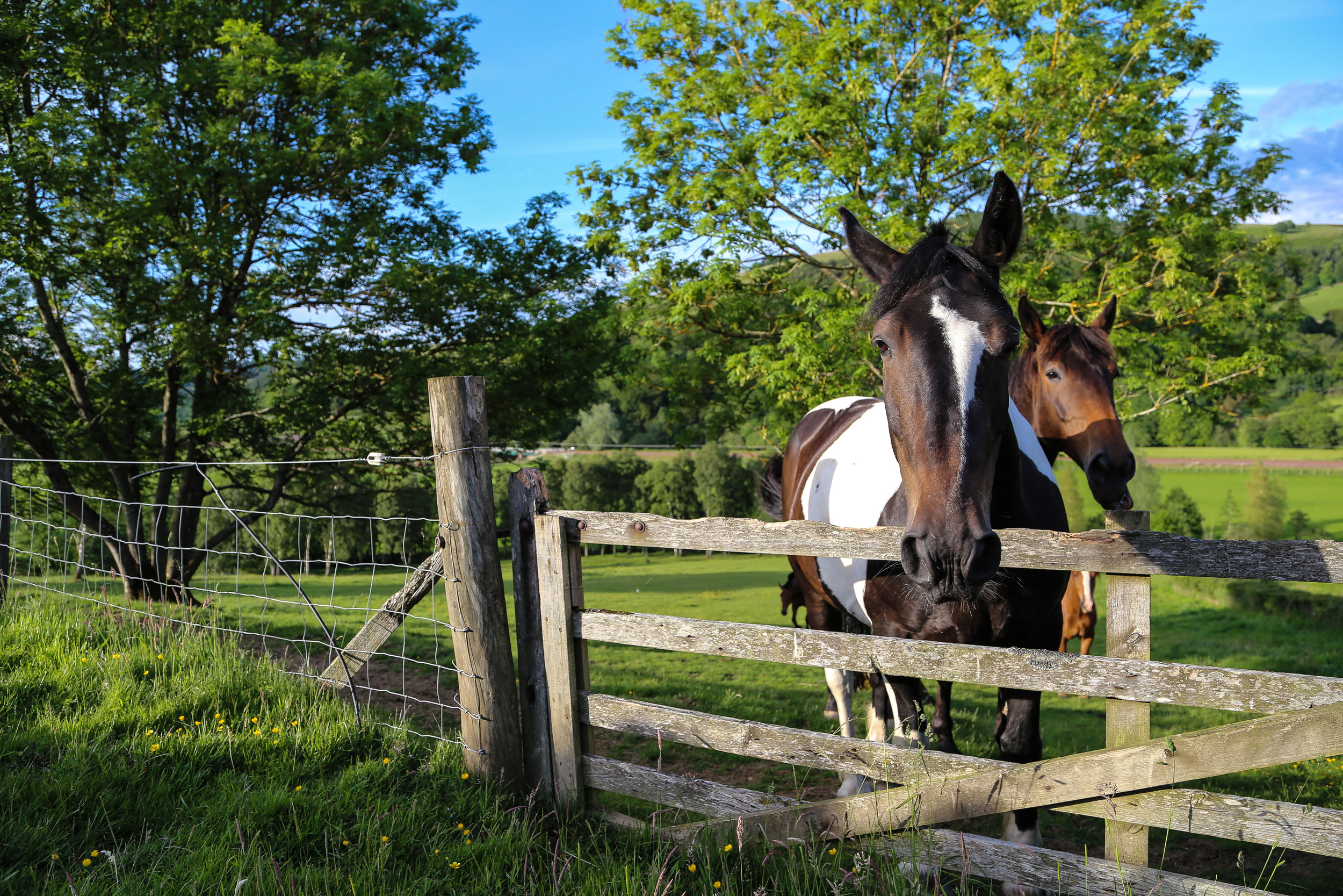 Nature-pirn-horses-close-8.jpg