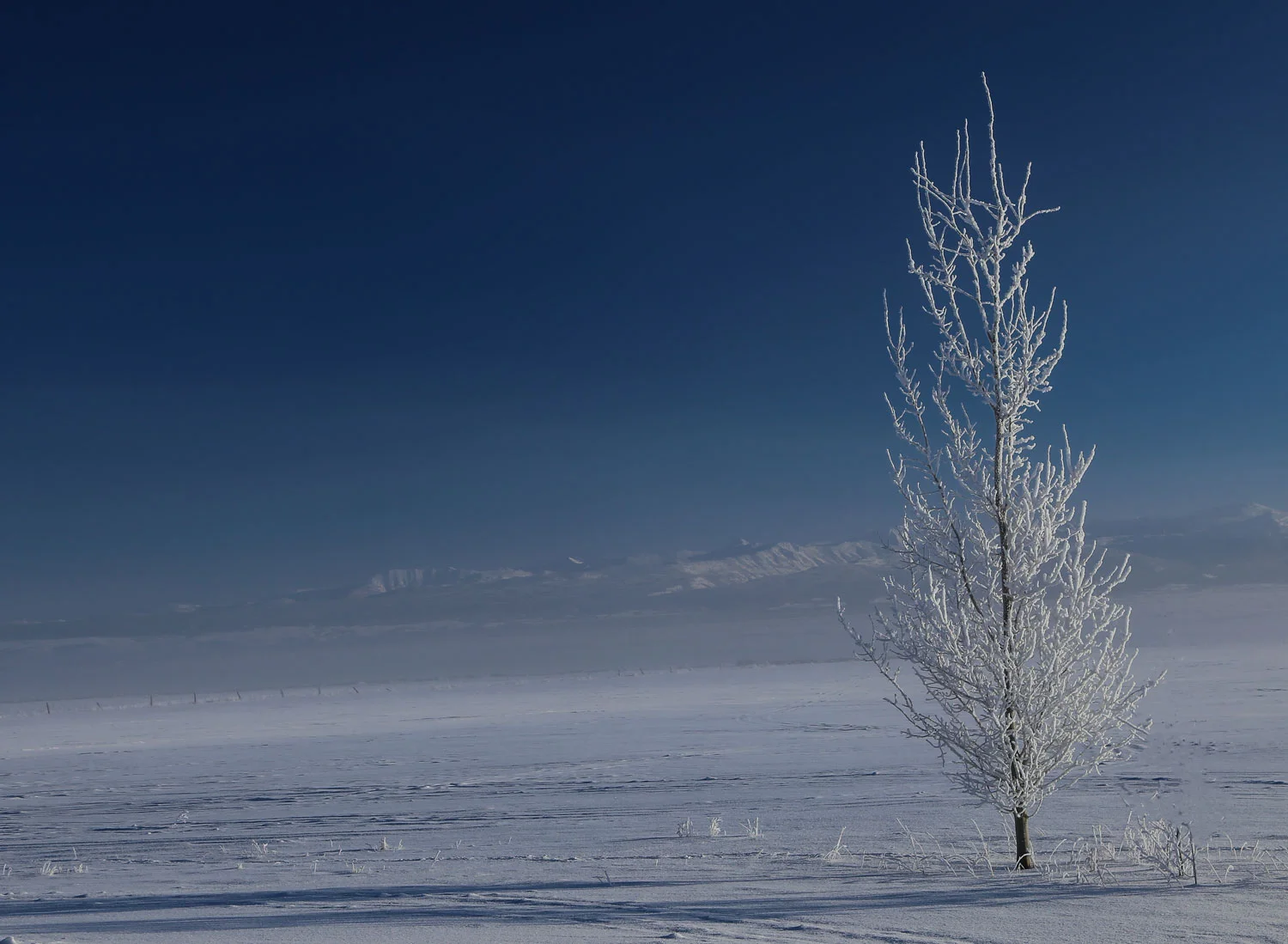 tree-idaho-alone.jpg