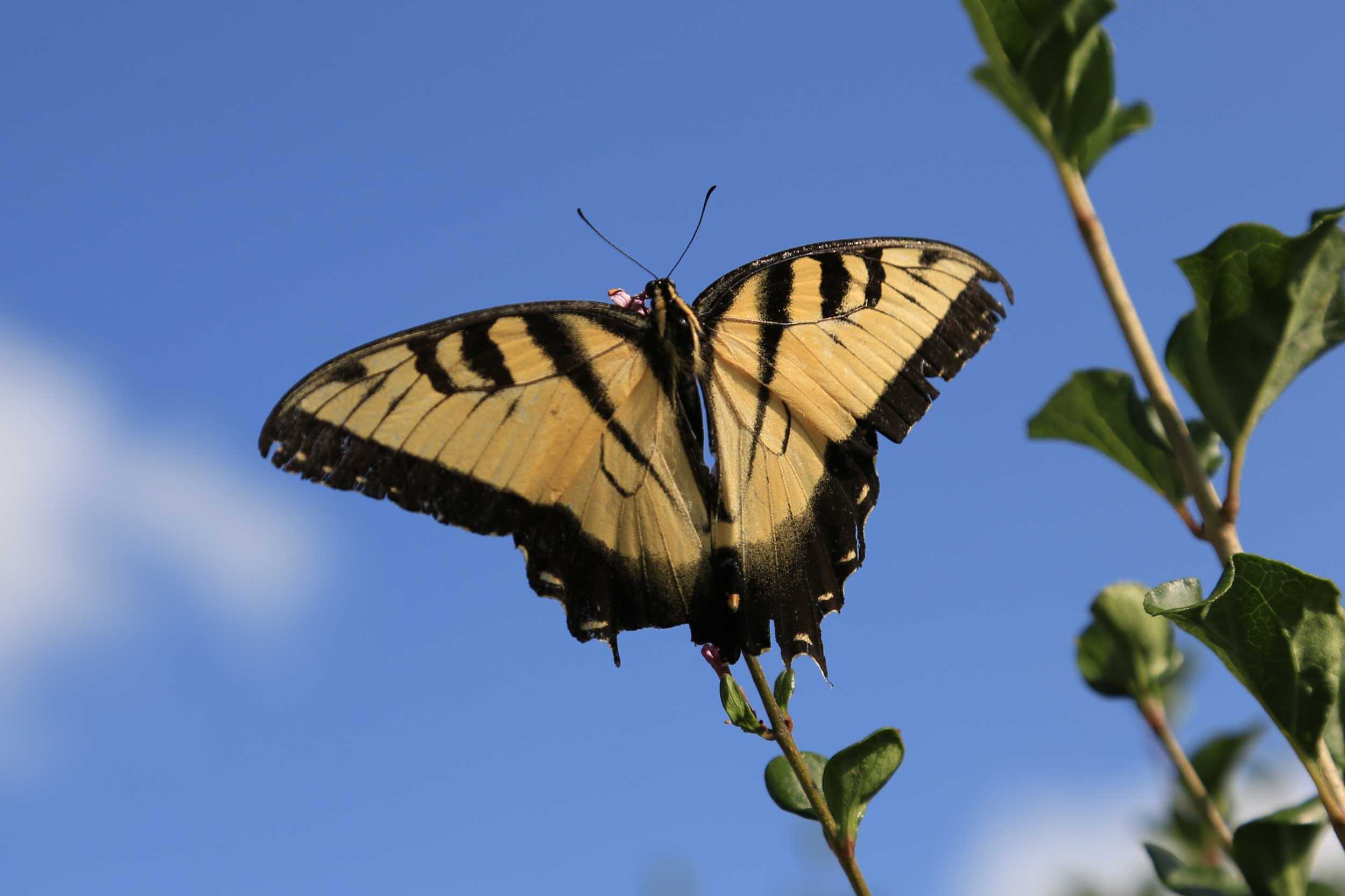 butterfly-yellow-blue.jpg