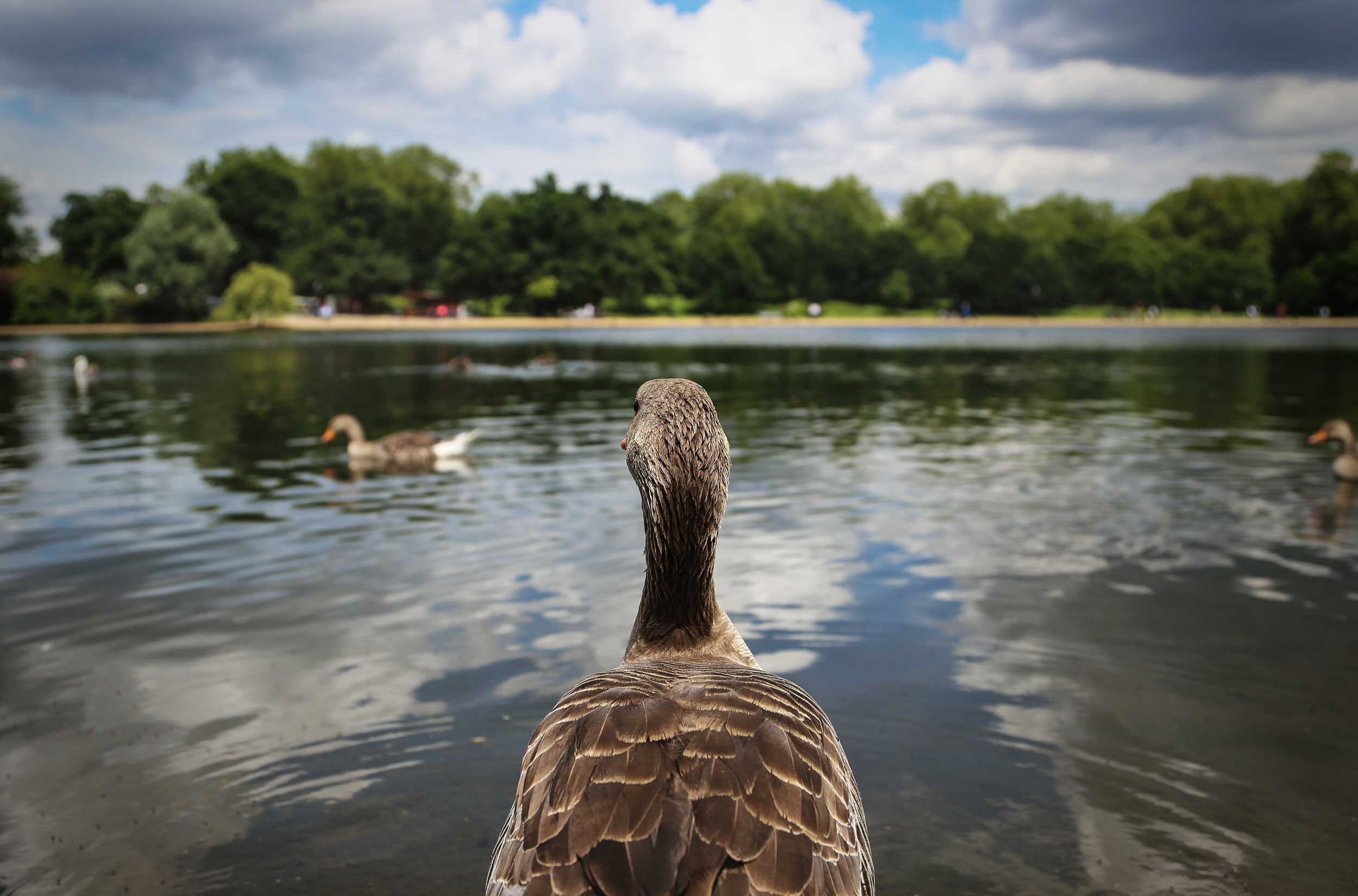 duck-pond-POV.jpg