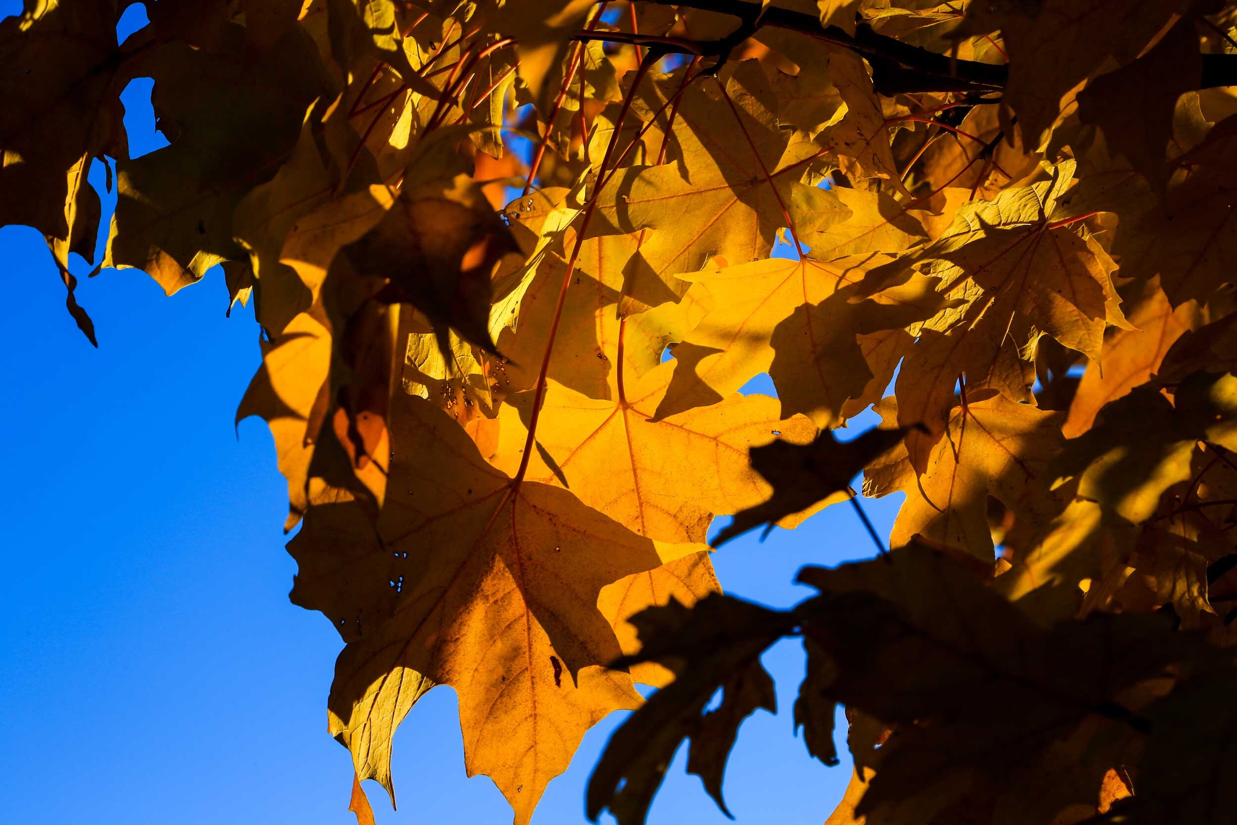 fall-leaves-blue.jpg