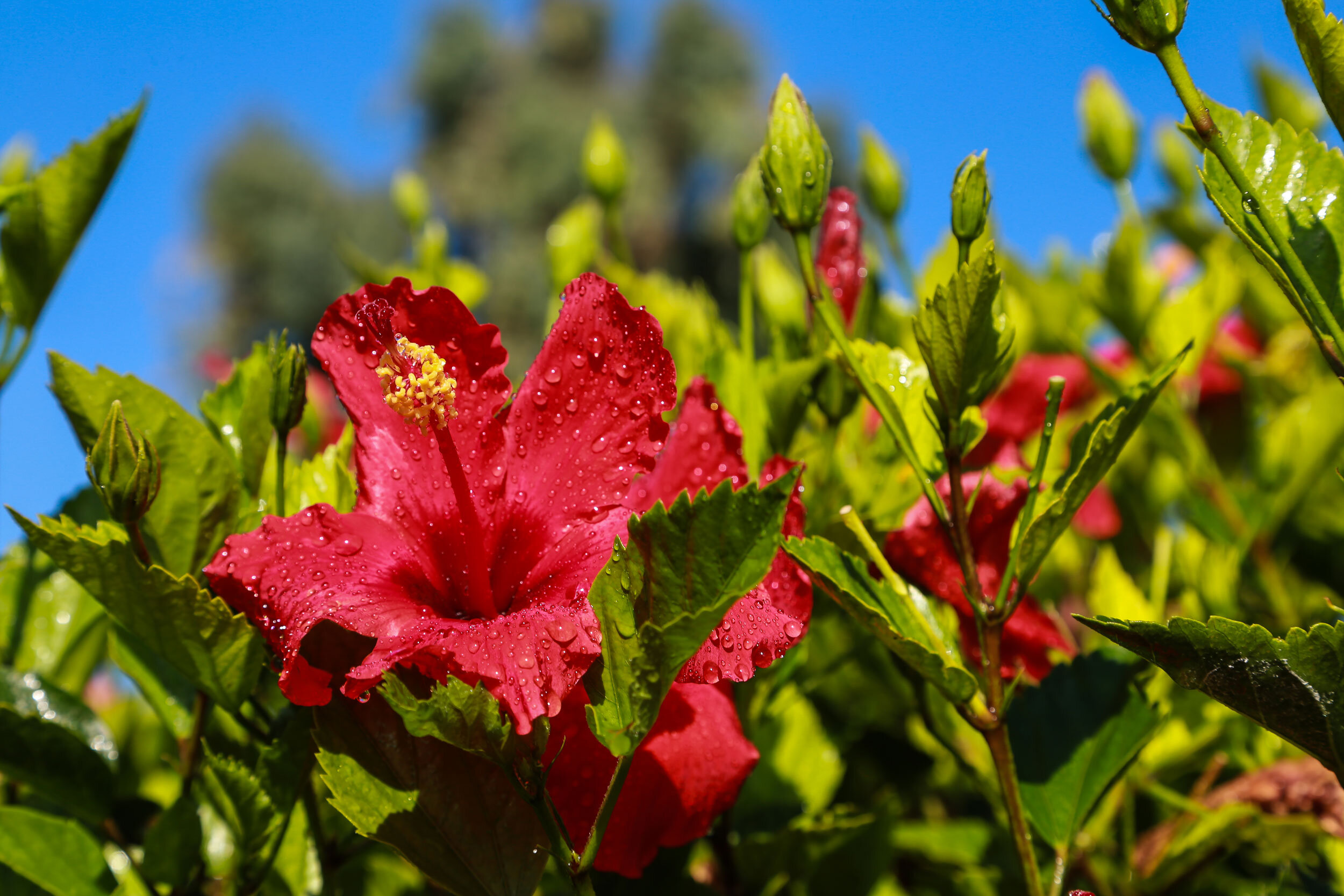 hibiscus-3.jpg