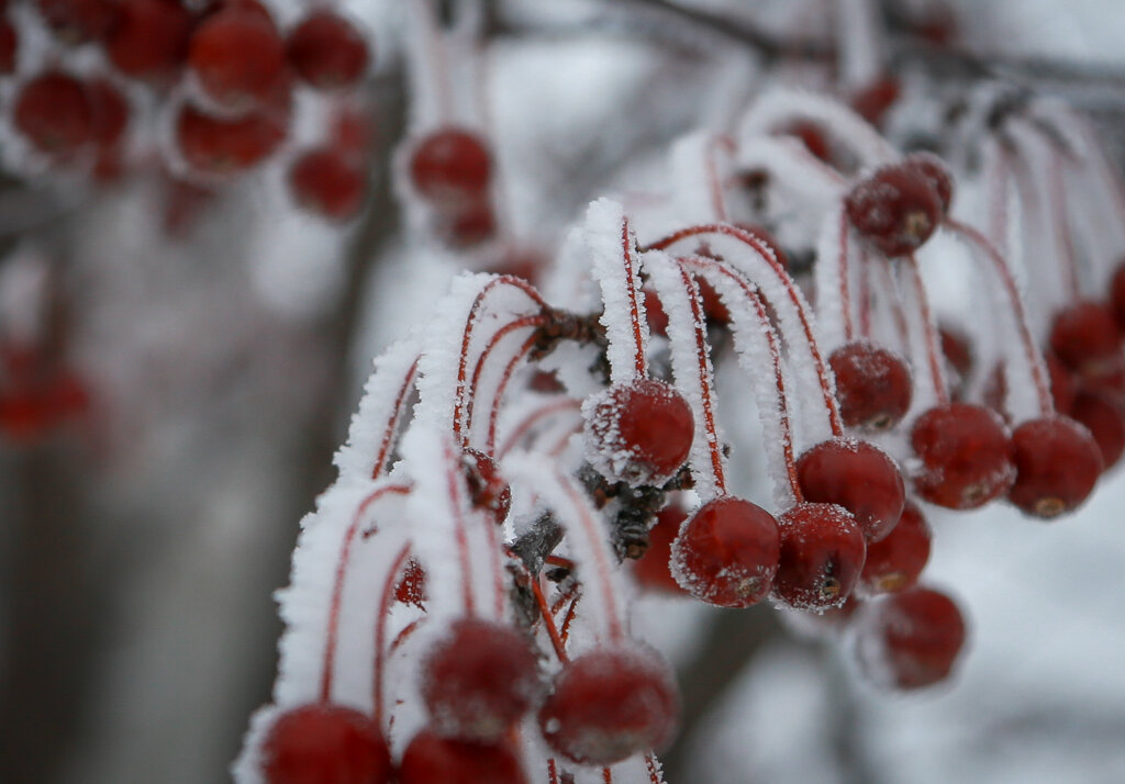 tree-berries-2.jpg