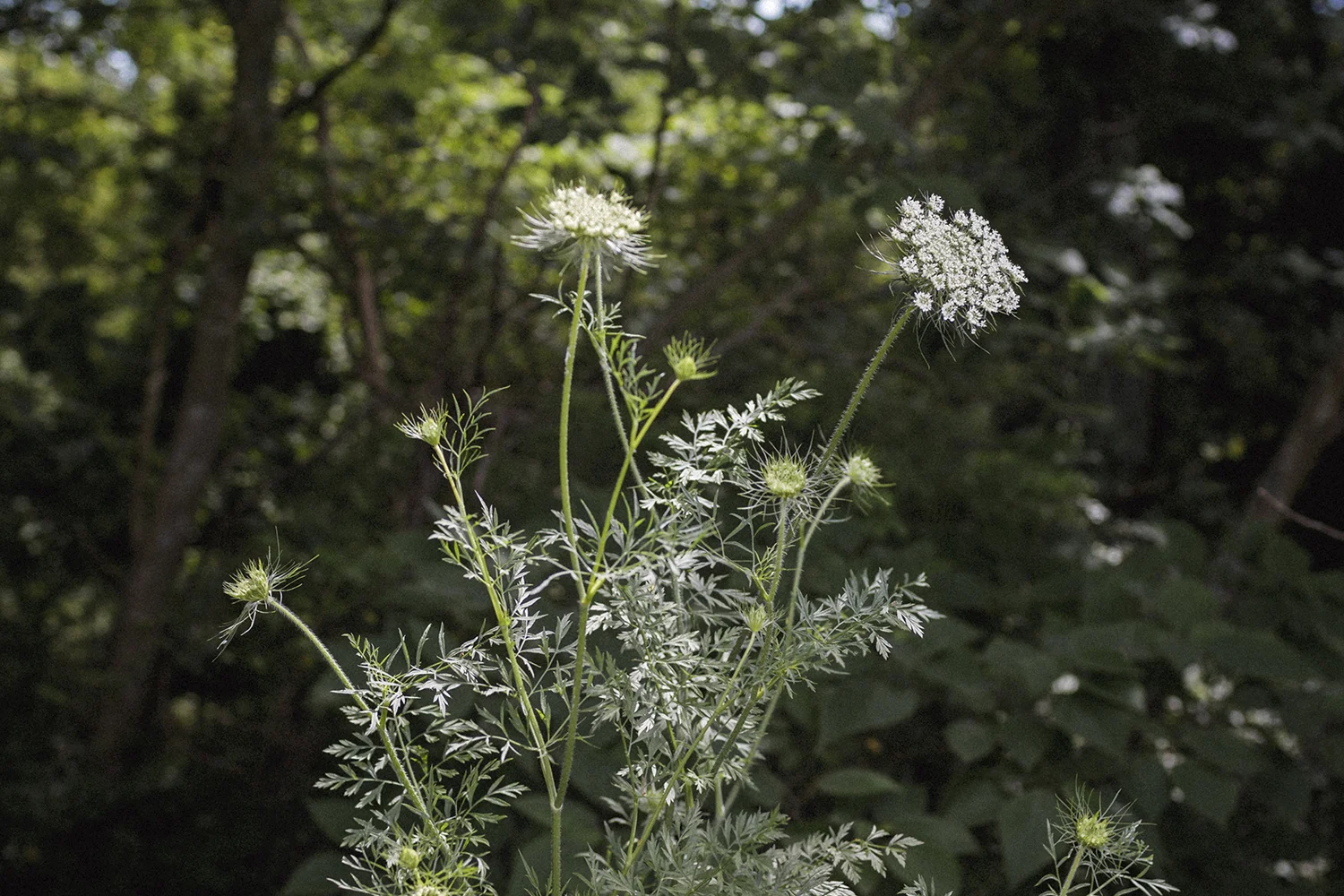 Queen Anne's Lace
