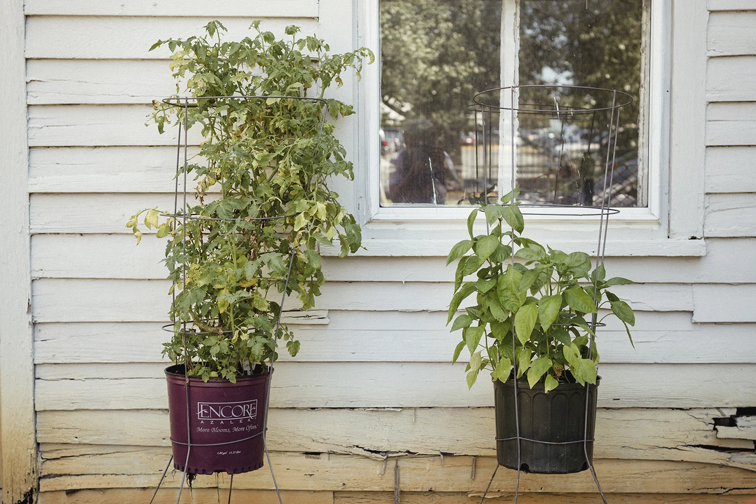 Pots_on_Stoop_0001.jpg