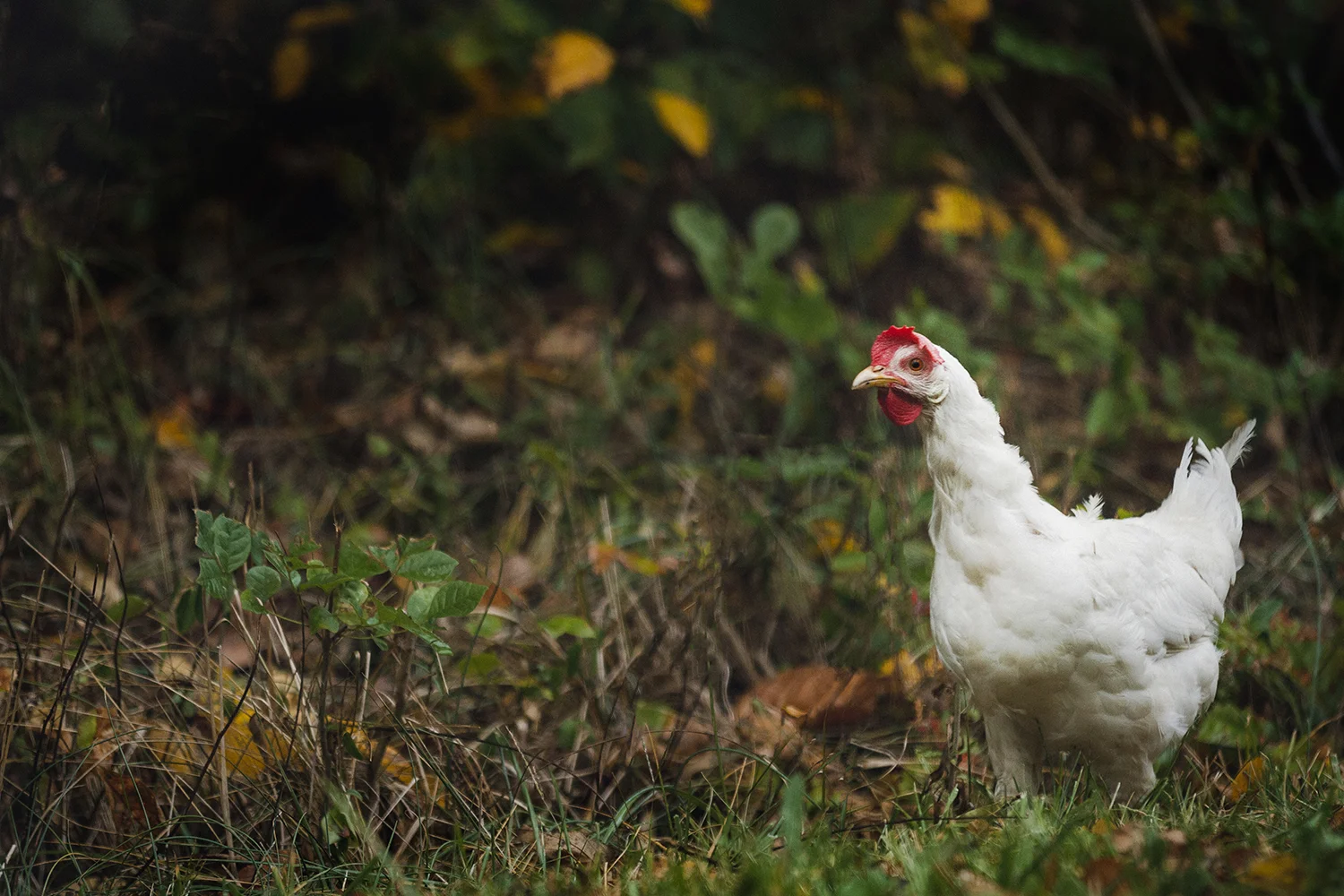 Chickens_Roadside_0002.jpg