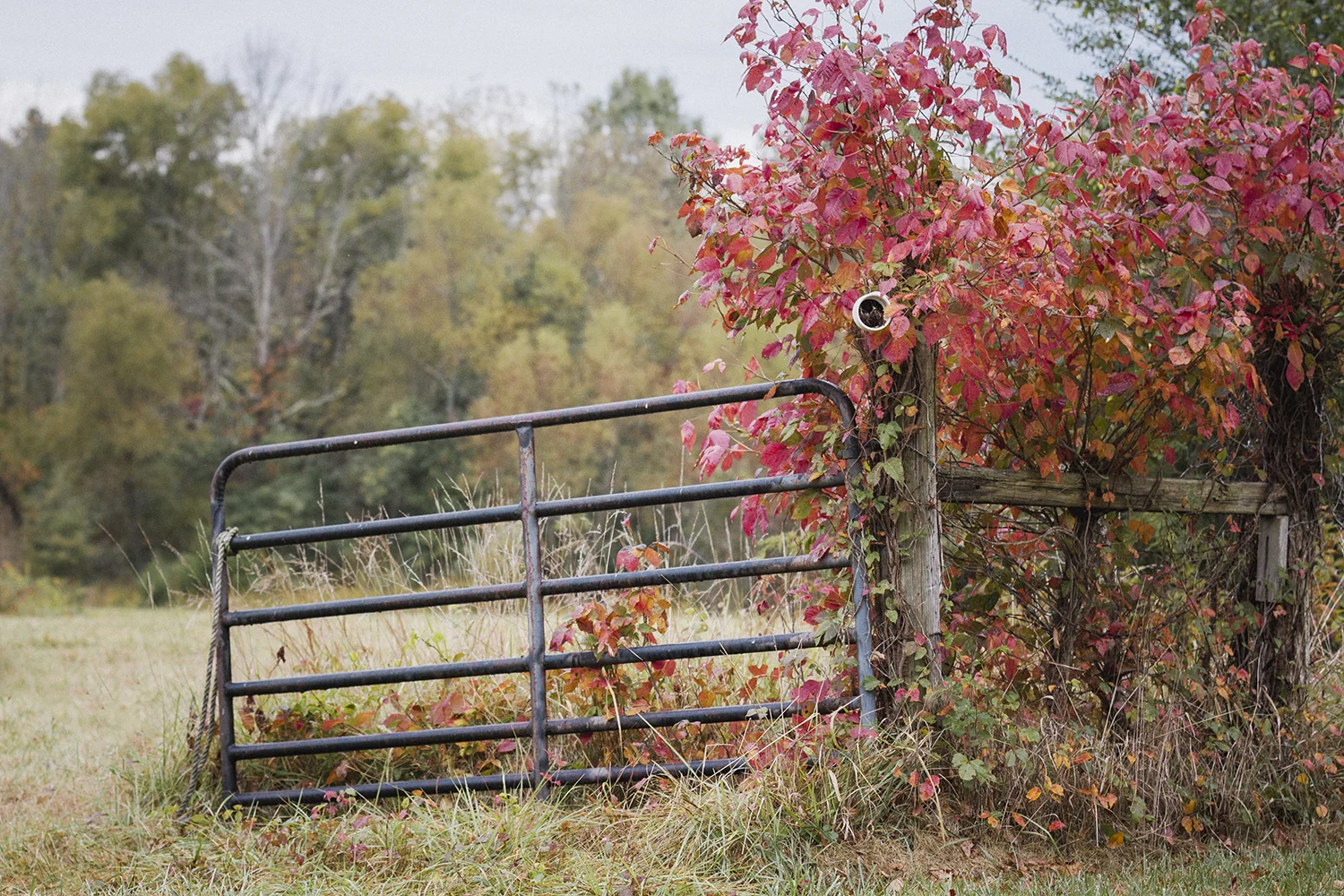 OldHouse_Vines_0006.jpg