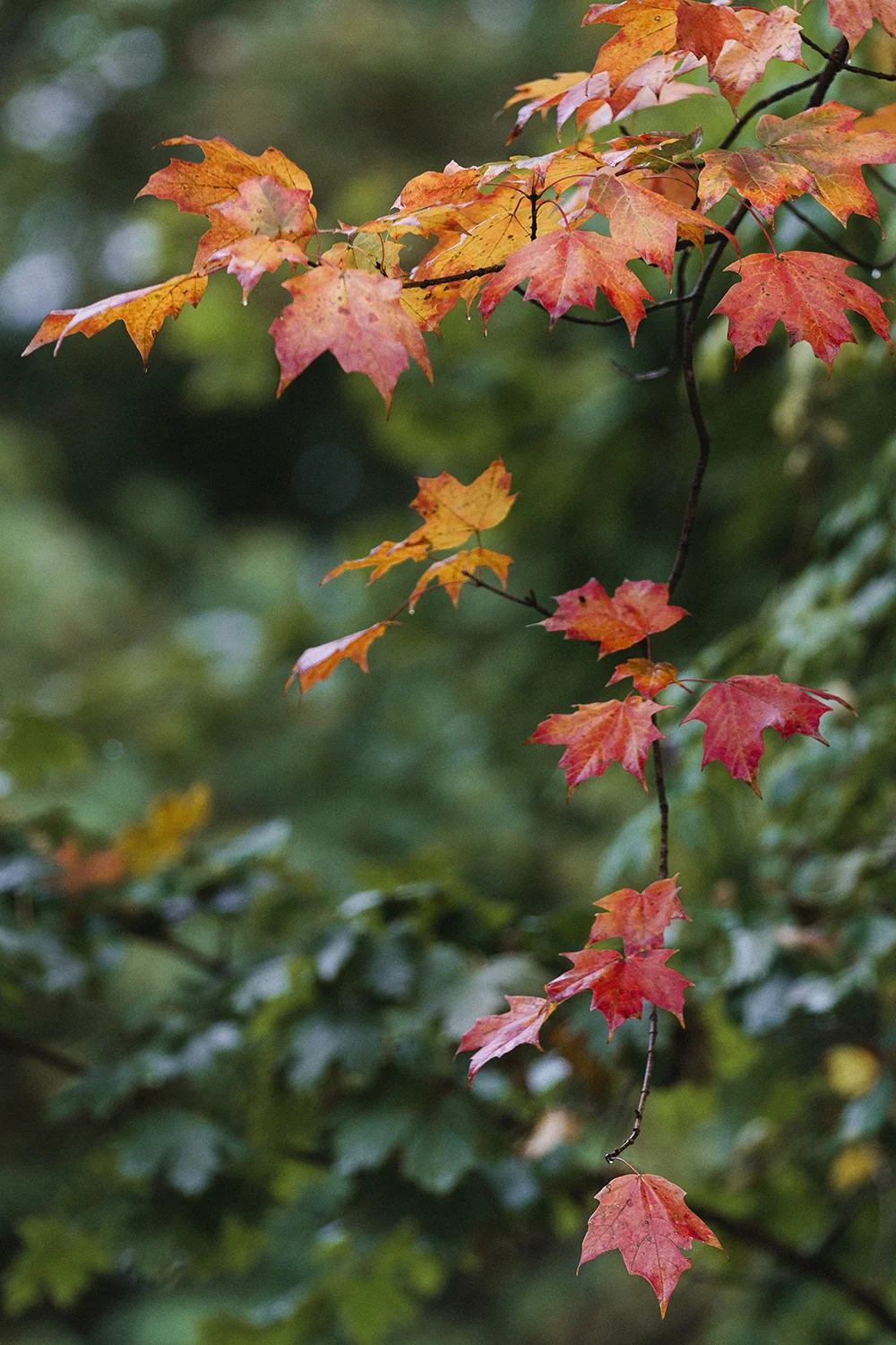 FallLeaves_ChangingColors_0017.jpg