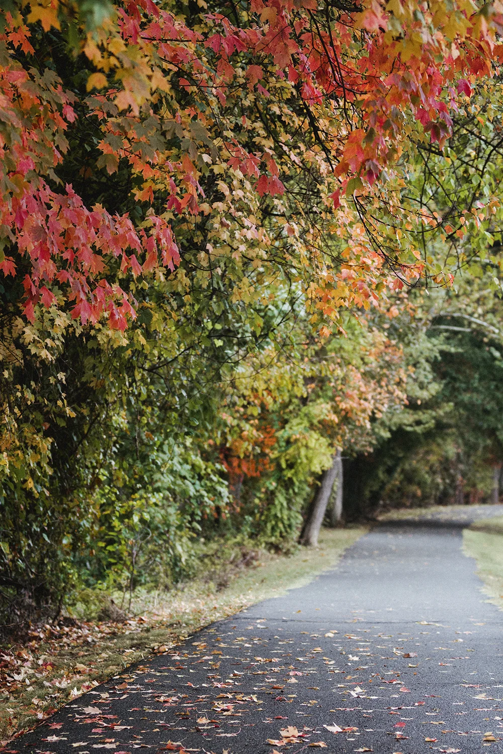 FallLeaves_ChangingColors_0010.jpg