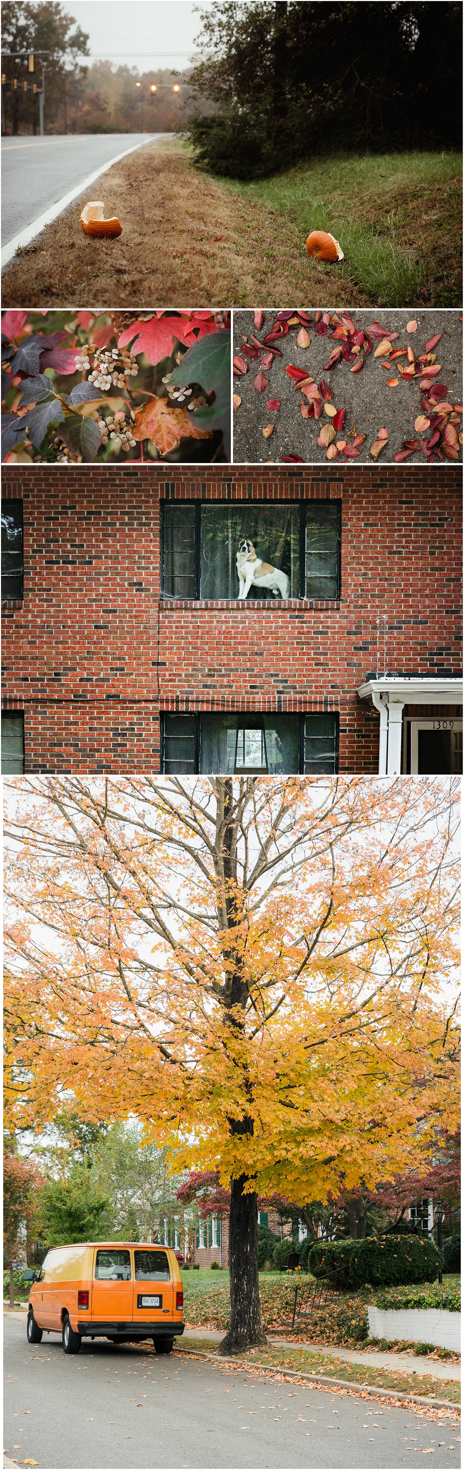 Downtown_walkabout_fall_Collage.jpg