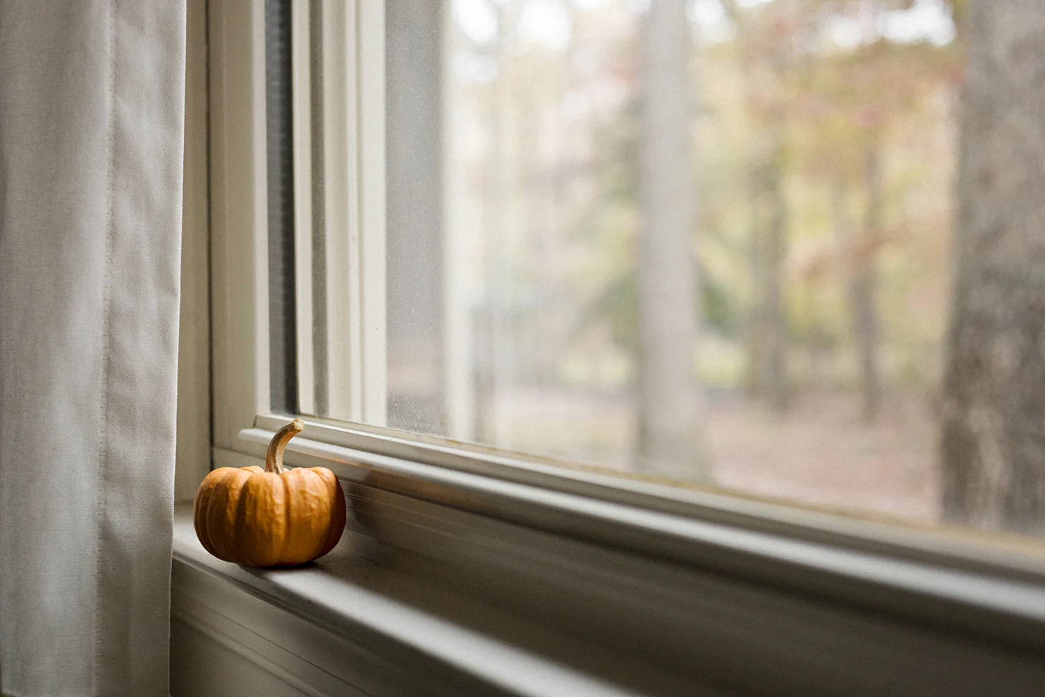 LittlePumpkin_bytheWindow_0018.jpg