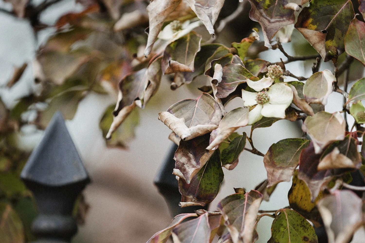 Dogwood_Decayed_0006_crop.jpg