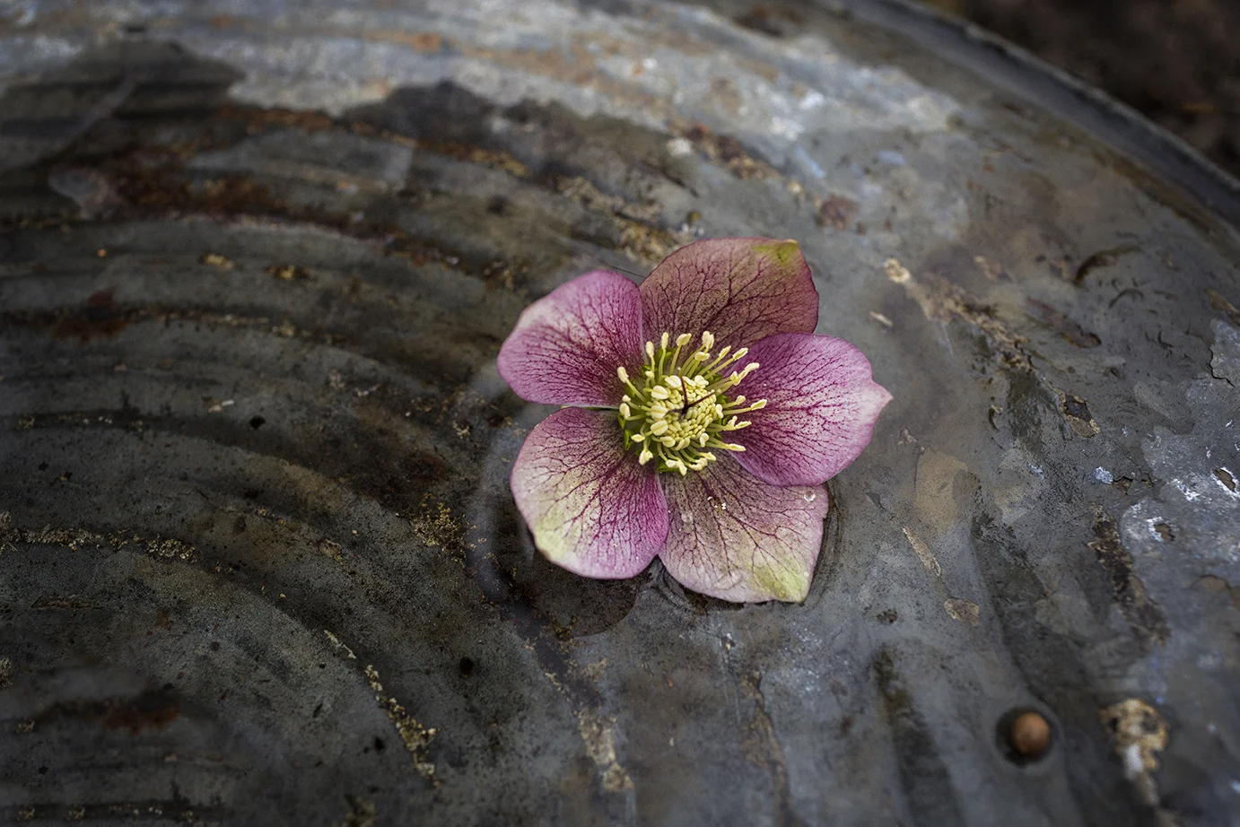 LentenRose_inWater_onMetal_0009.jpg