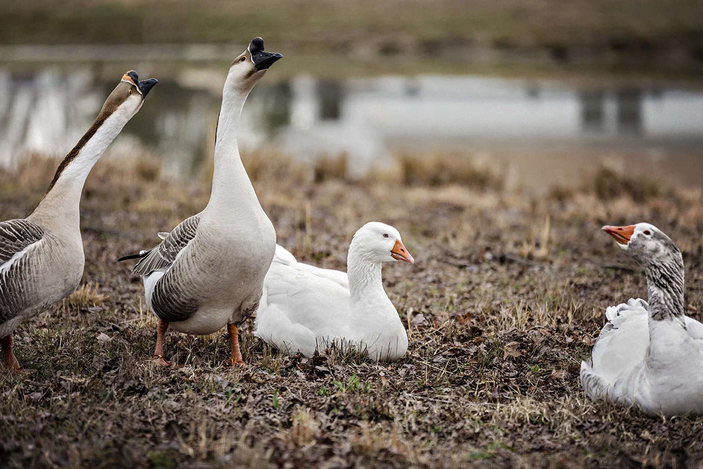 Geese guarding the farm