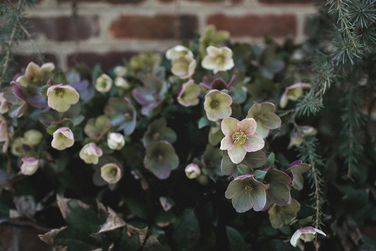 LentenRoses_BrickWall_0003.jpg