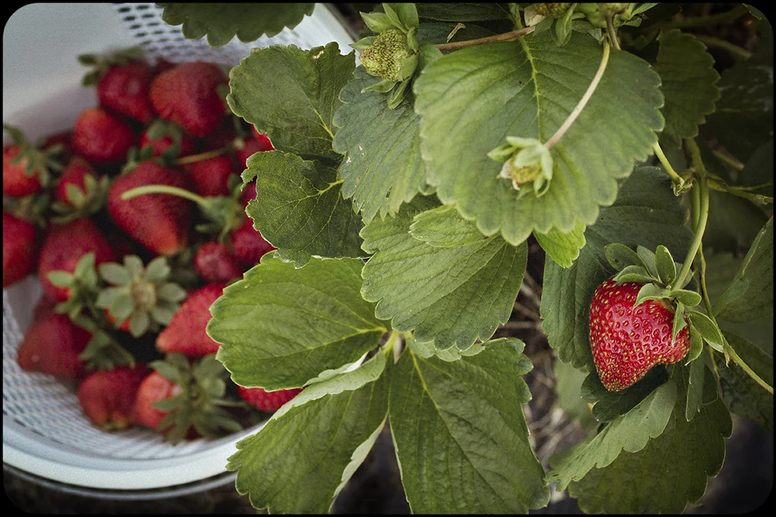 Braehead_BerryPatch_0042.jpg