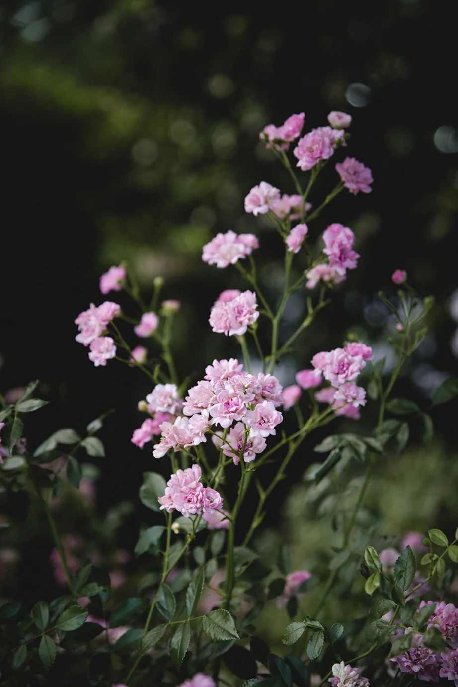 rose_garden_0011.jpg